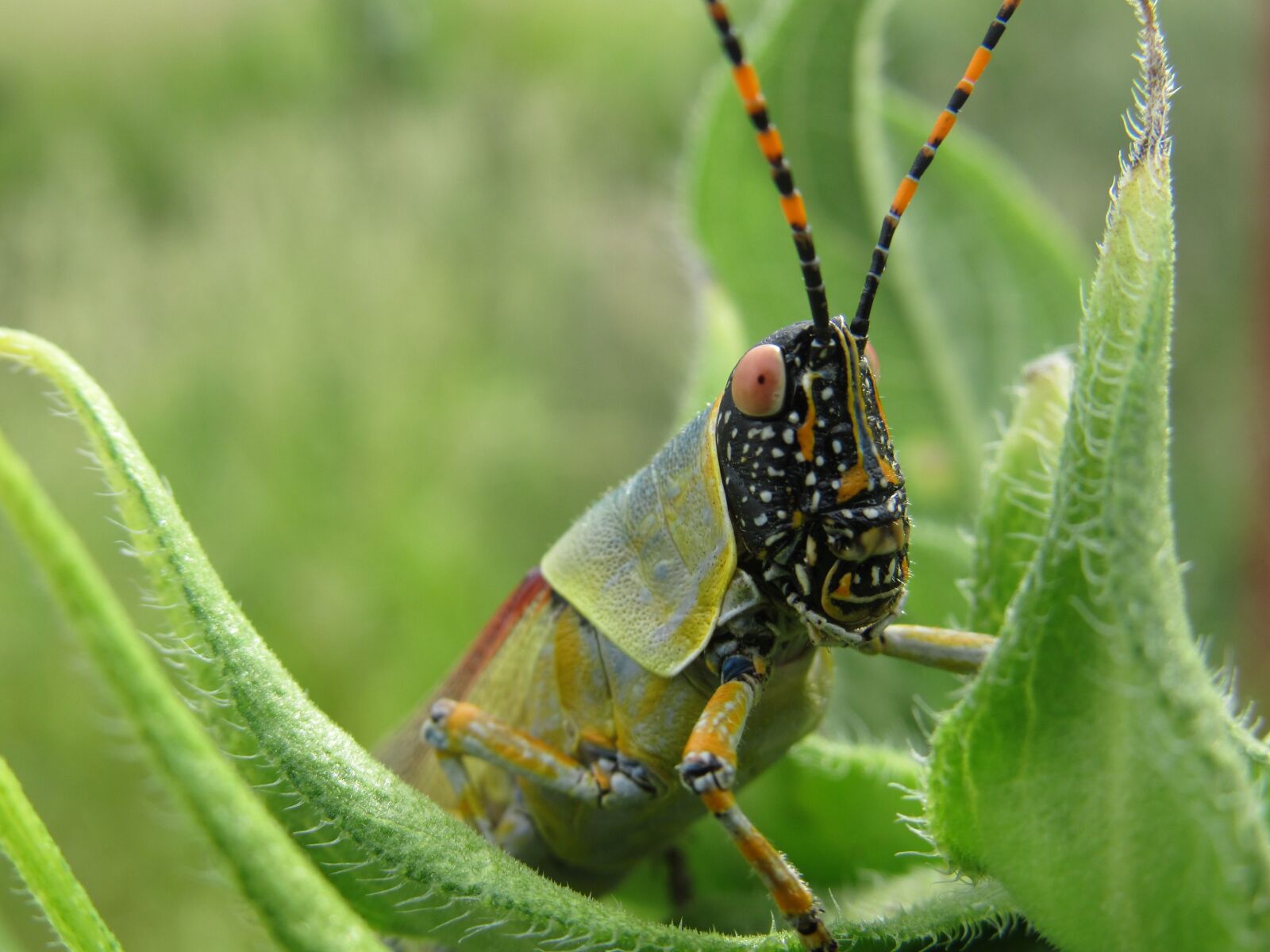 Canon PowerShot SX530 HS sample photo. Grasshopper, green, insect photography