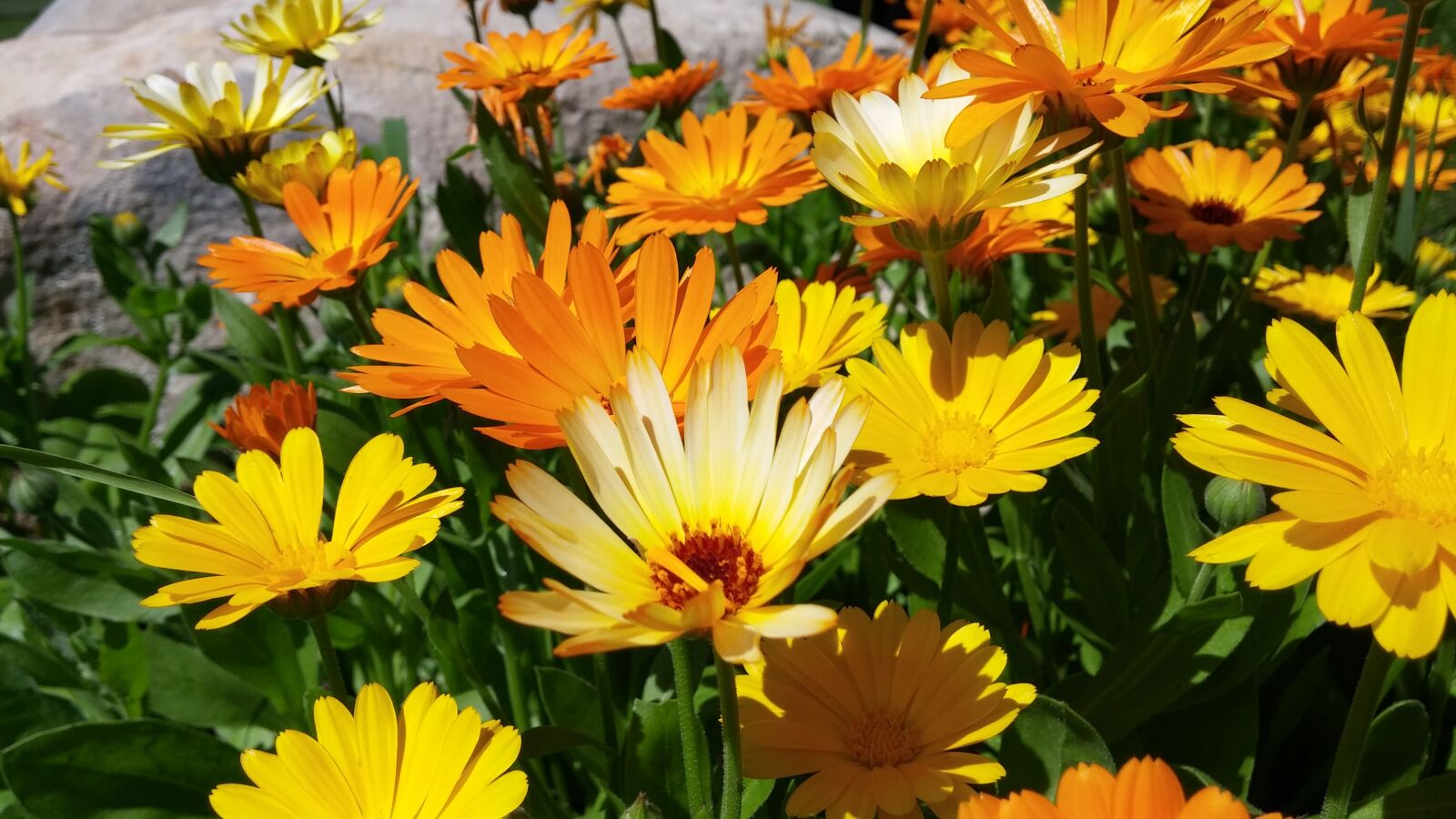 LG G3 sample photo. Summer, flowers, orange photography