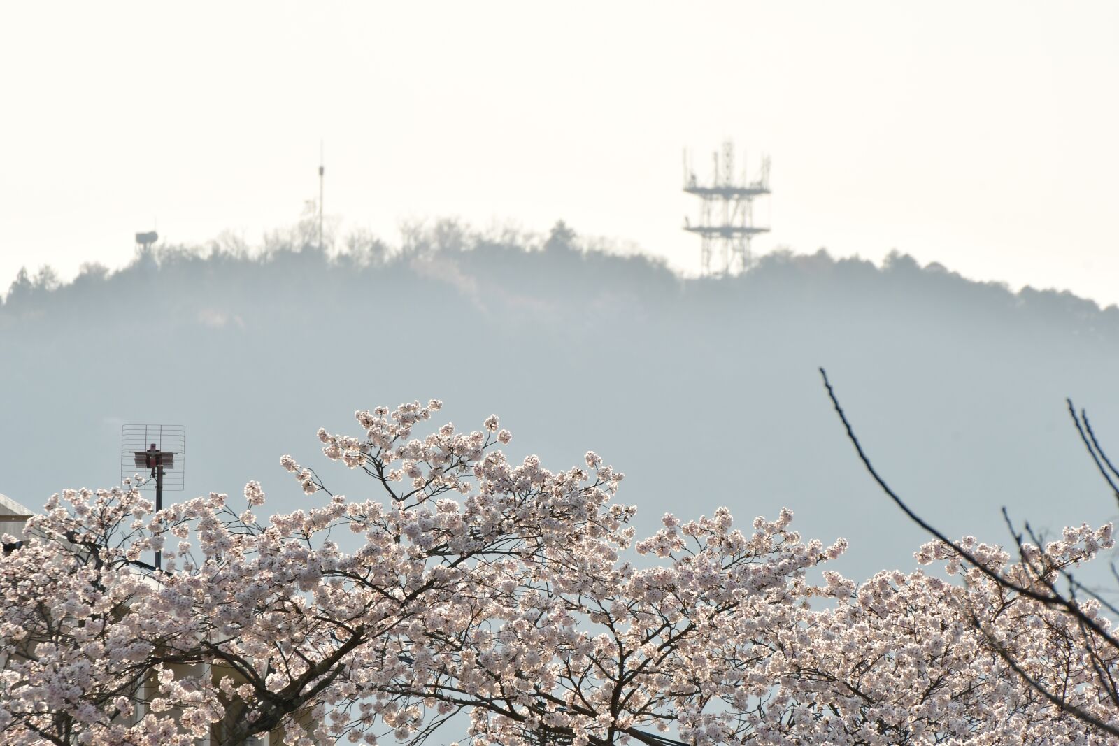 Nikon D500 sample photo. Cherry blossoms, in full photography