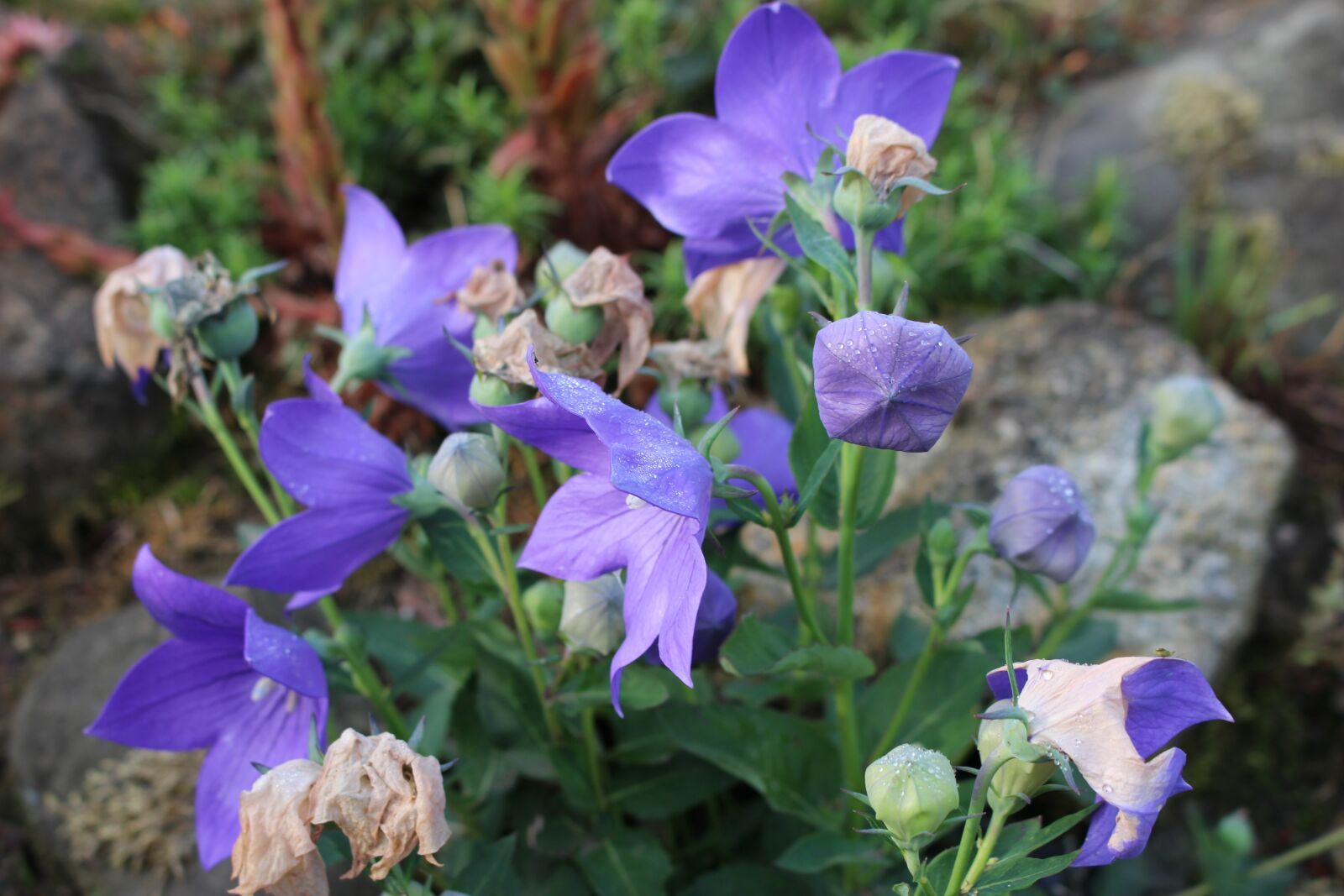 Canon EOS 100D (EOS Rebel SL1 / EOS Kiss X7) sample photo. Blue flower, flora, nature photography