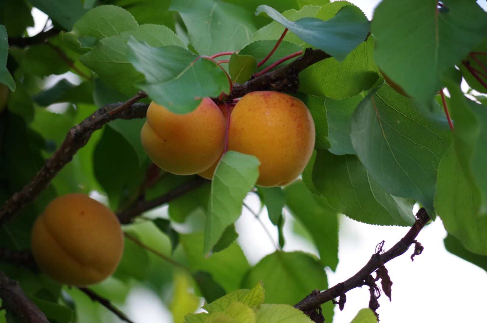 Pentax K-500 sample photo. Apricots, fruit, orange photography
