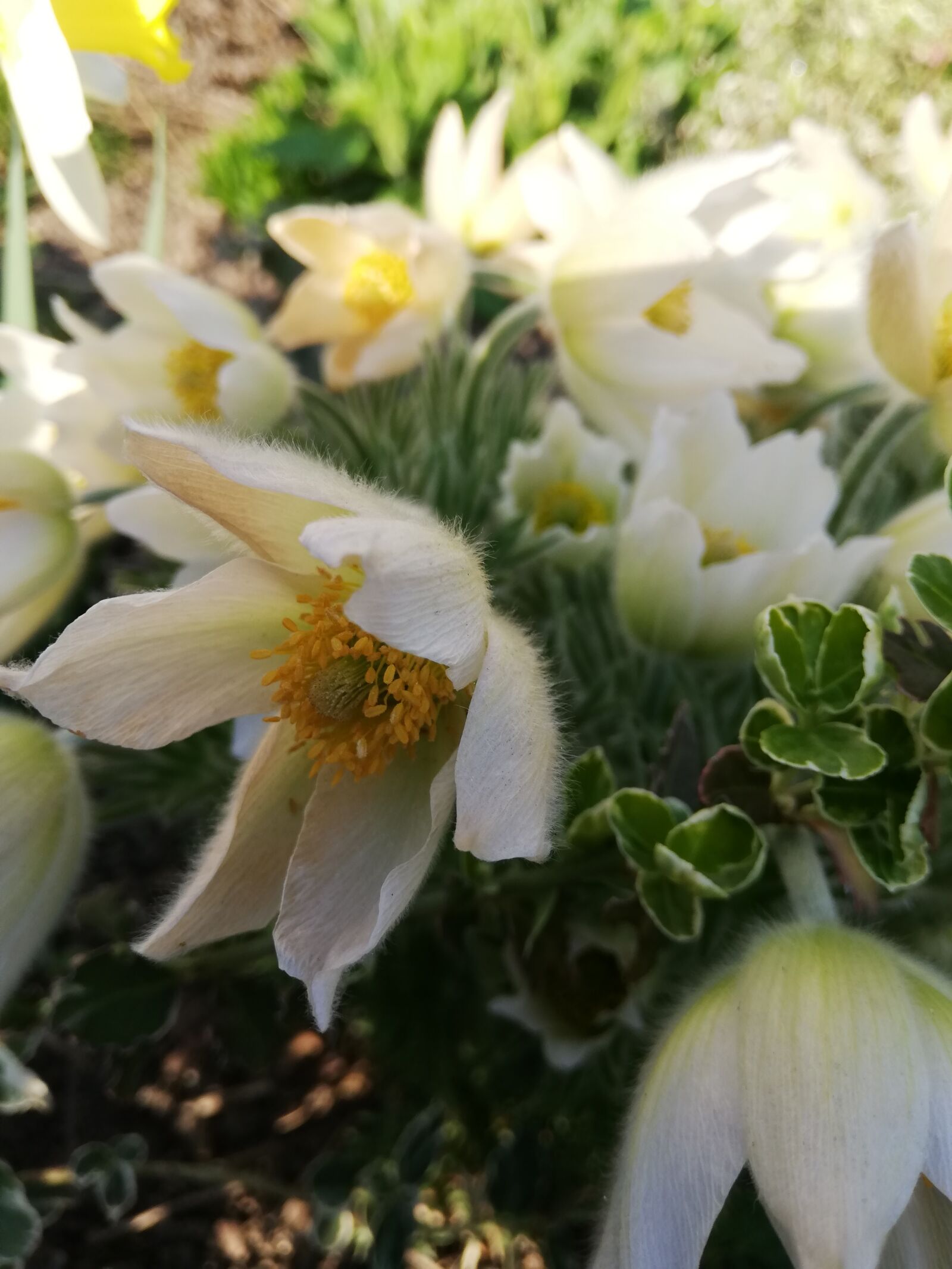 HUAWEI P20 lite sample photo. Flowers, garden, spring photography