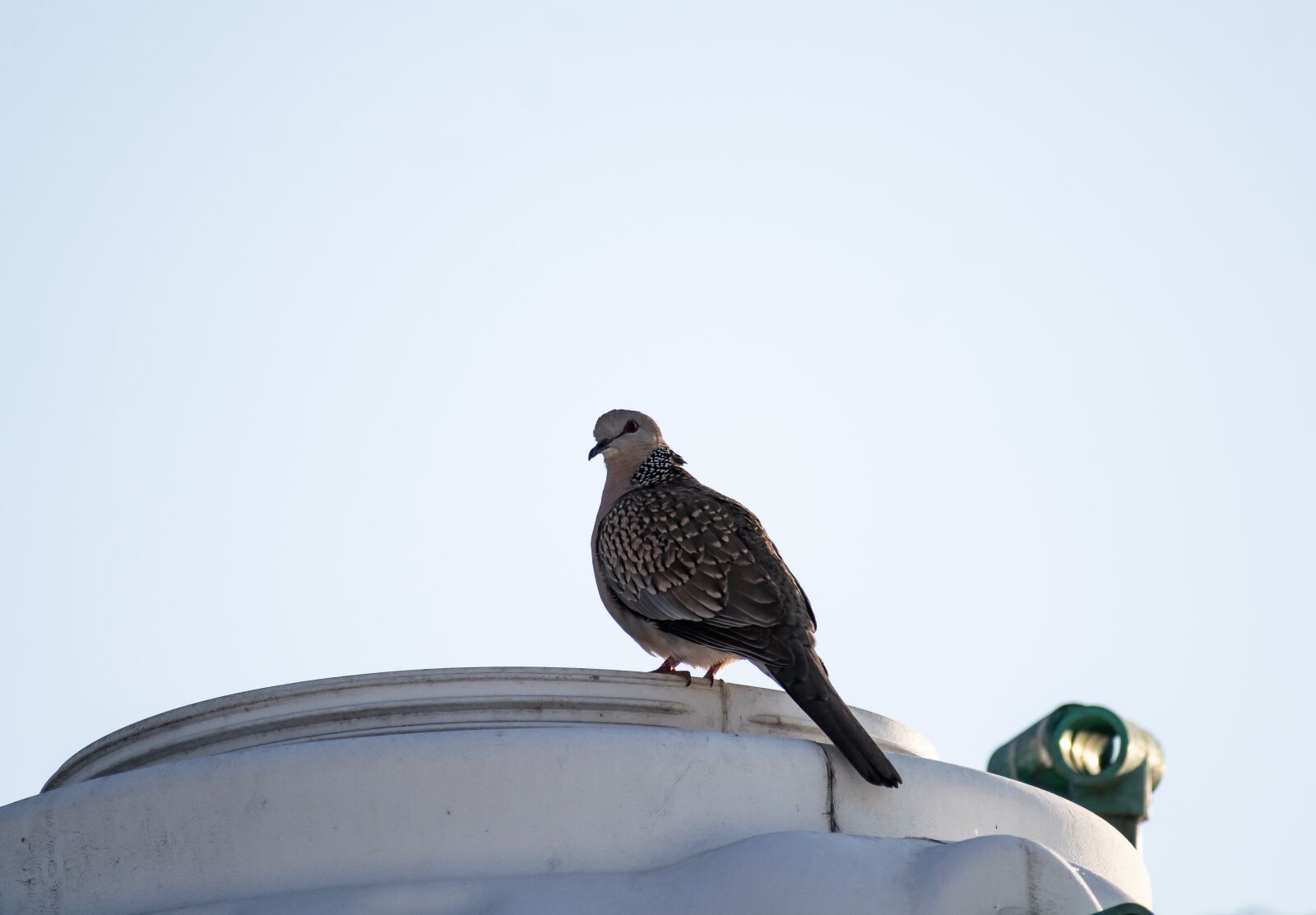 Nikon D3300 sample photo. Dove, bird, sitting photography