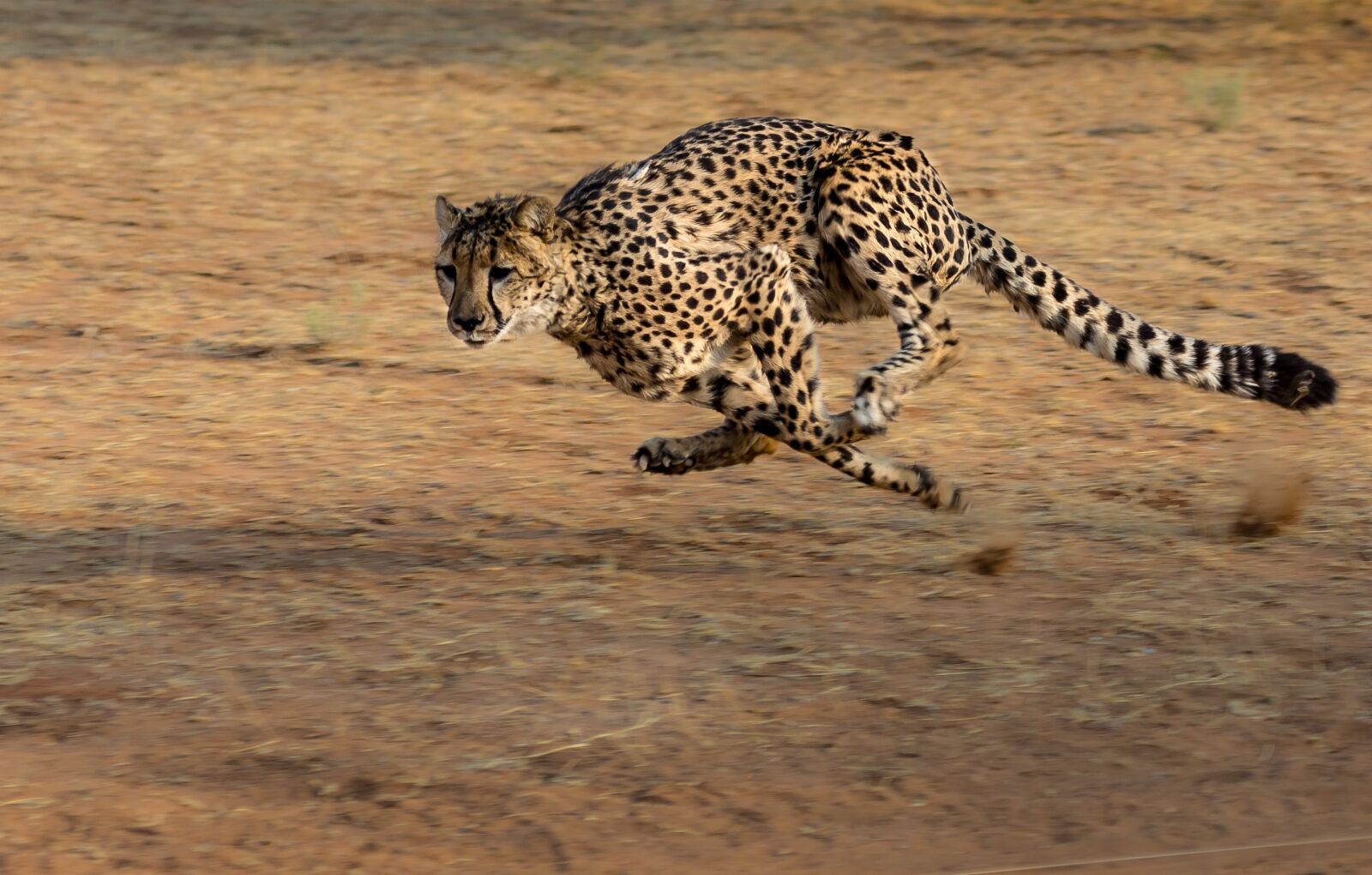 Canon EOS-1D X sample photo. Cheetah, africa, namibia photography
