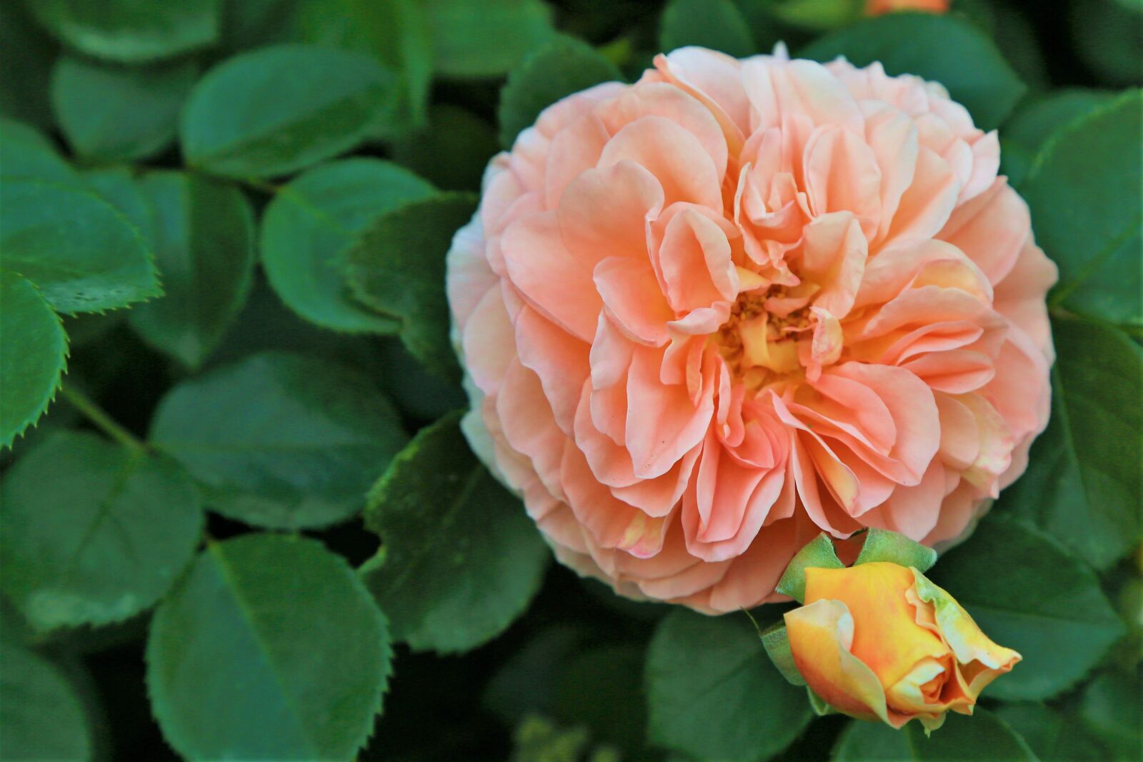 Canon EF 24-105mm F4L IS USM sample photo. Rose, spring, nature photography