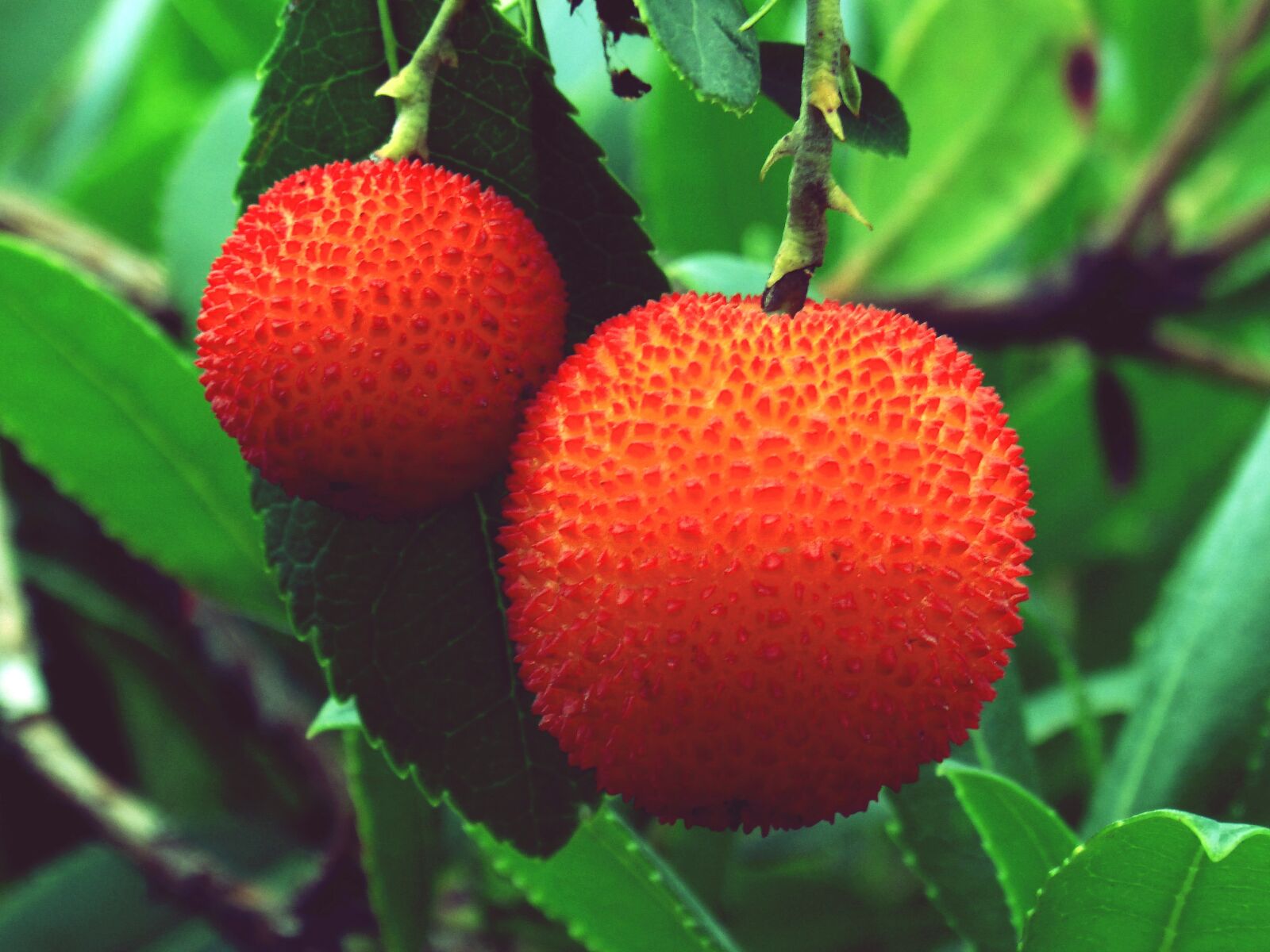Panasonic DMC-FZ62 sample photo. Strawberry tree, fruit silvespre photography
