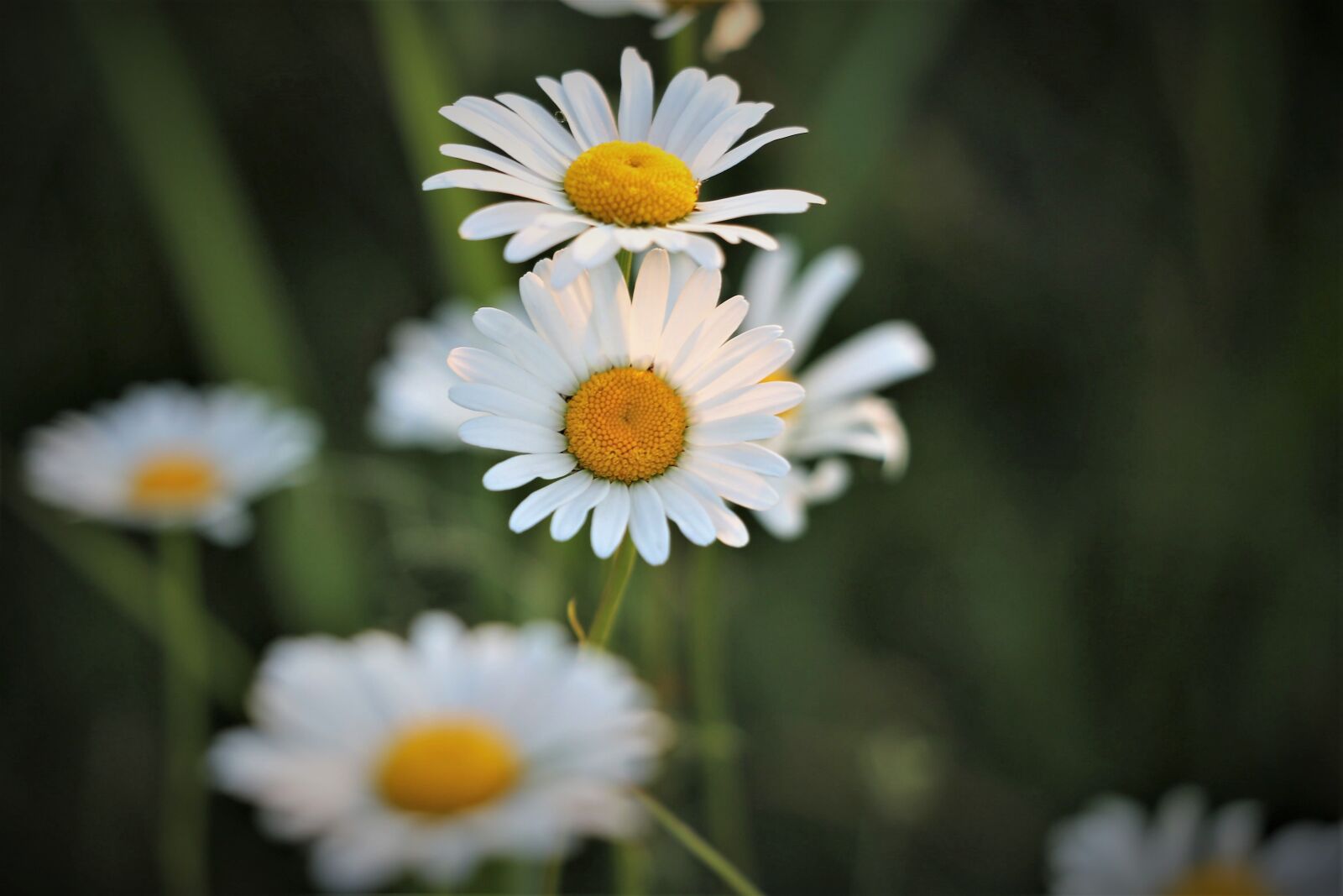 Canon EF 70-300 F4-5.6 IS II USM sample photo. Daisy, flowers, white petals photography