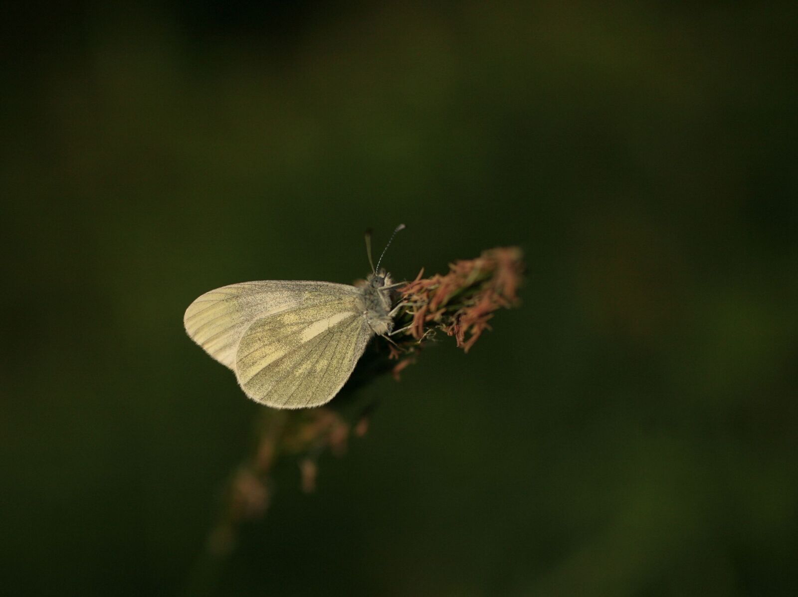 Canon EOS 5D sample photo. Butterfly, wood white, nature photography