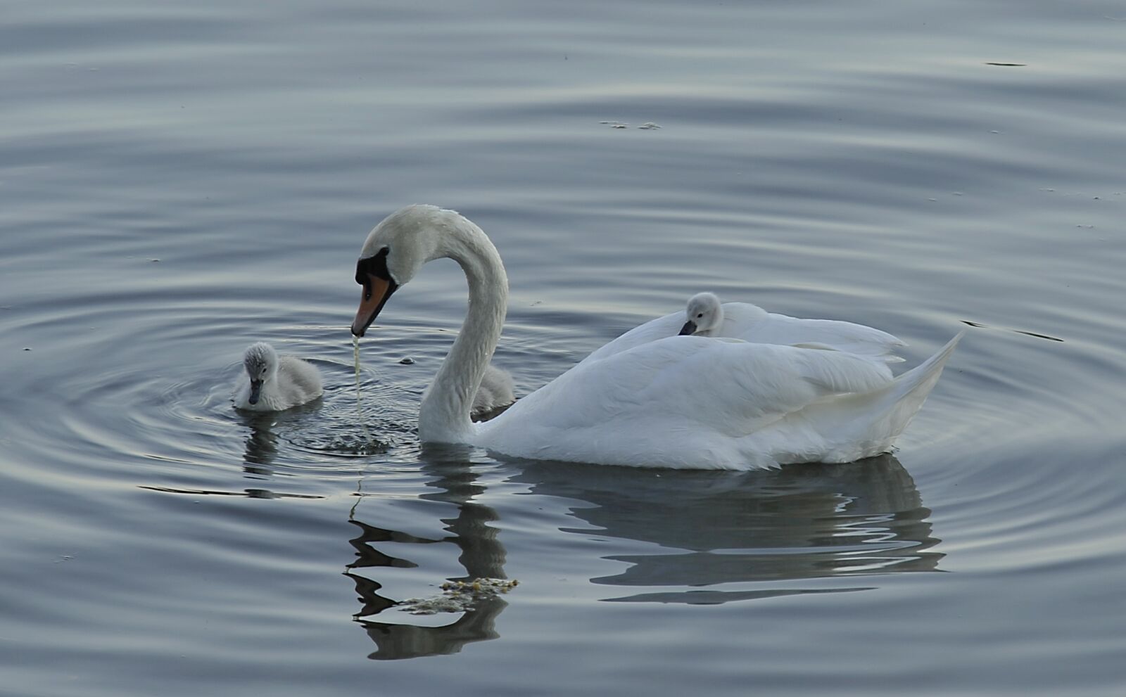 Nikon D3 sample photo. Swan, cub, bird photography