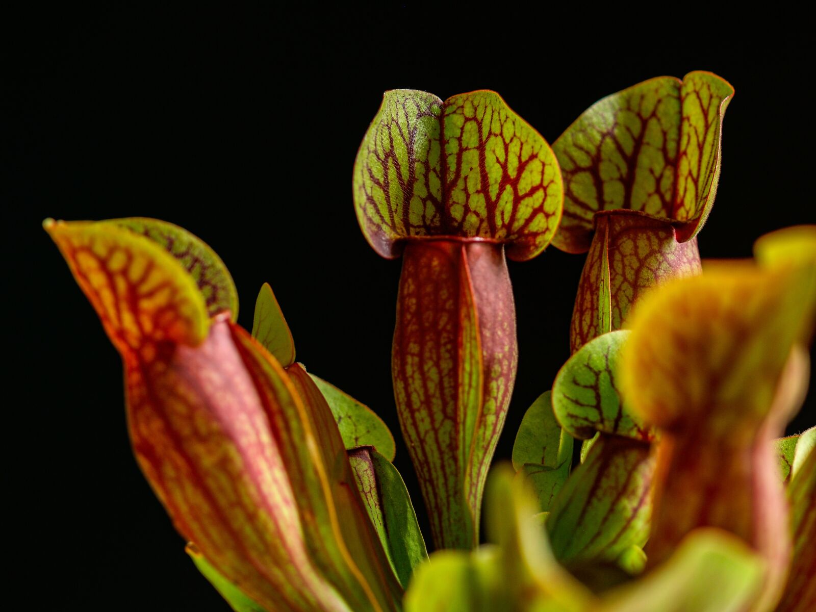 Olympus E-500 (EVOLT E-500) sample photo. Carnivorous, plant, room photography
