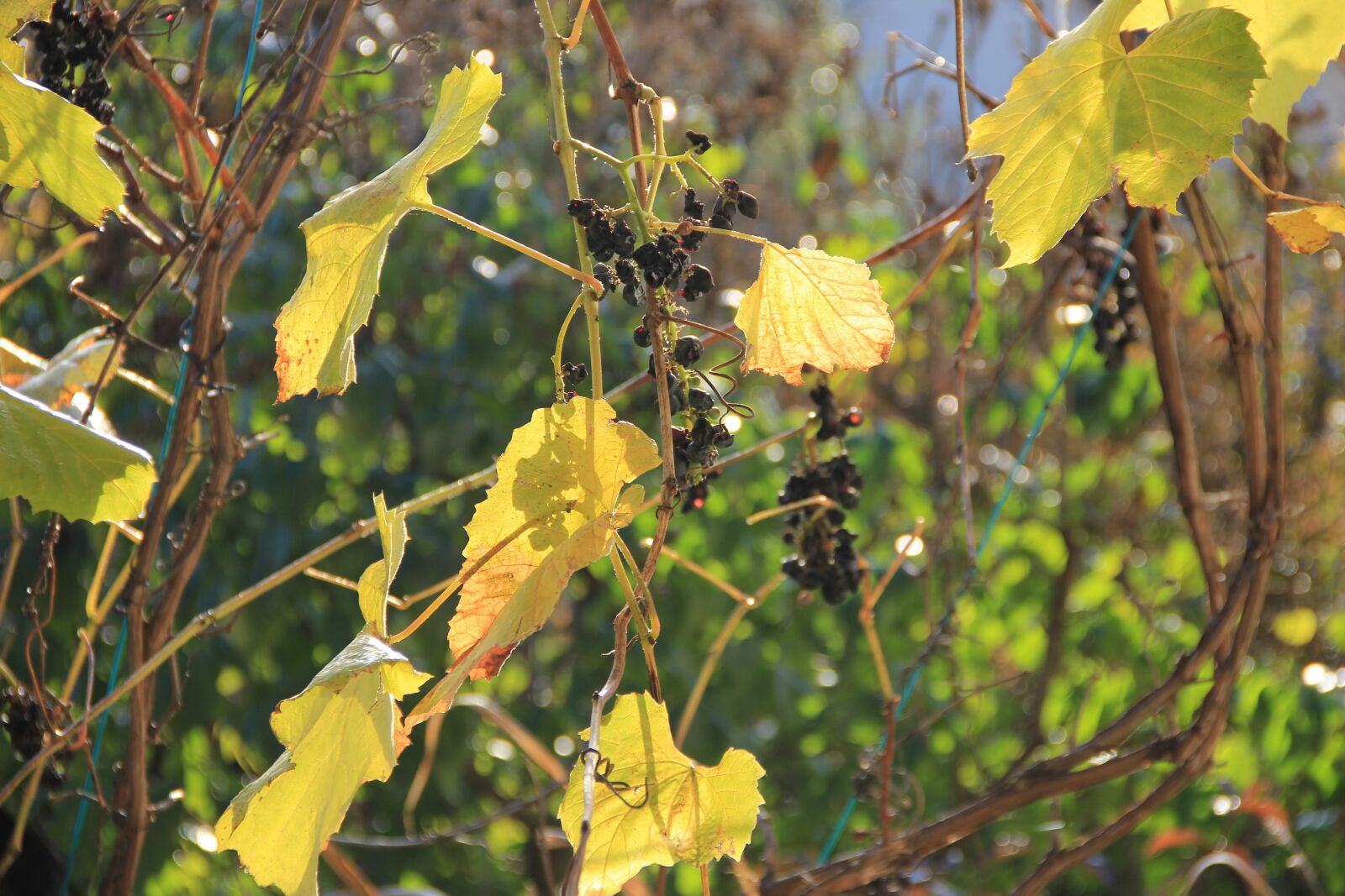 Canon EOS 550D (EOS Rebel T2i / EOS Kiss X4) sample photo. Autumn, light, grape photography