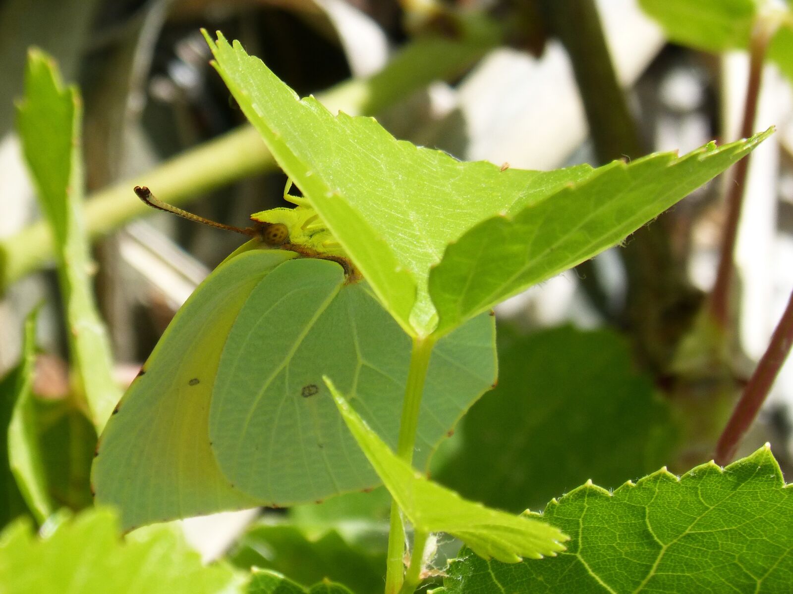 Panasonic DMC-FZ62 sample photo. Camouflage, butterfly, leaf photography
