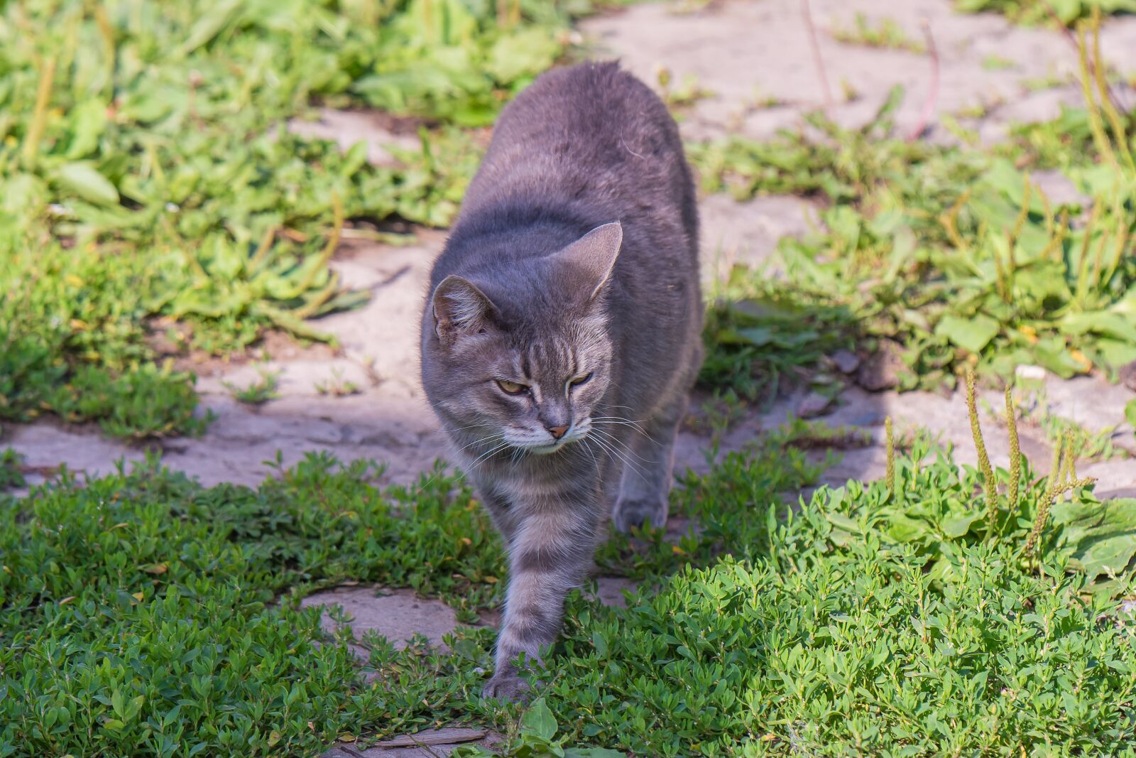 Nikon D7200 sample photo. Cat, animals, kitten photography