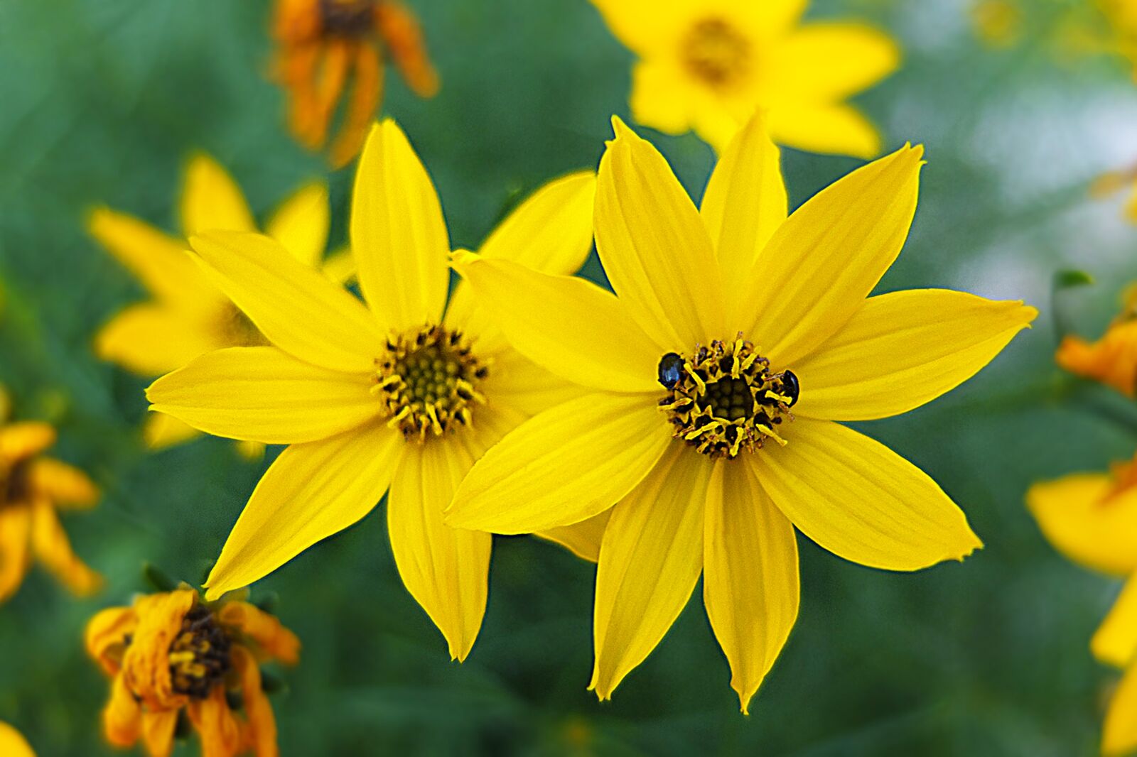 Fujifilm X10 sample photo. Yellow, summer, garden photography