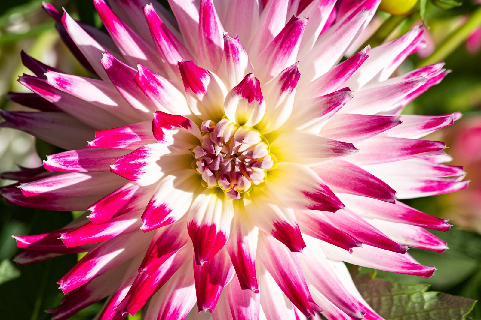 Canon EF 70-300mm F4-5.6 IS USM sample photo. Dahlia, flower, plant photography