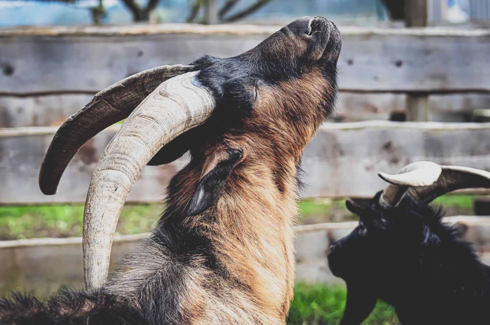 Nikon D3200 sample photo. Goat, animal, farm photography