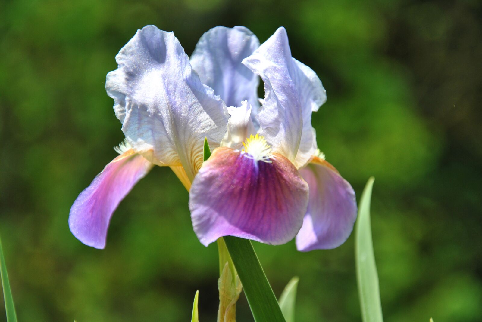 Nikon D3000 sample photo. Macro, blossom, bloom photography