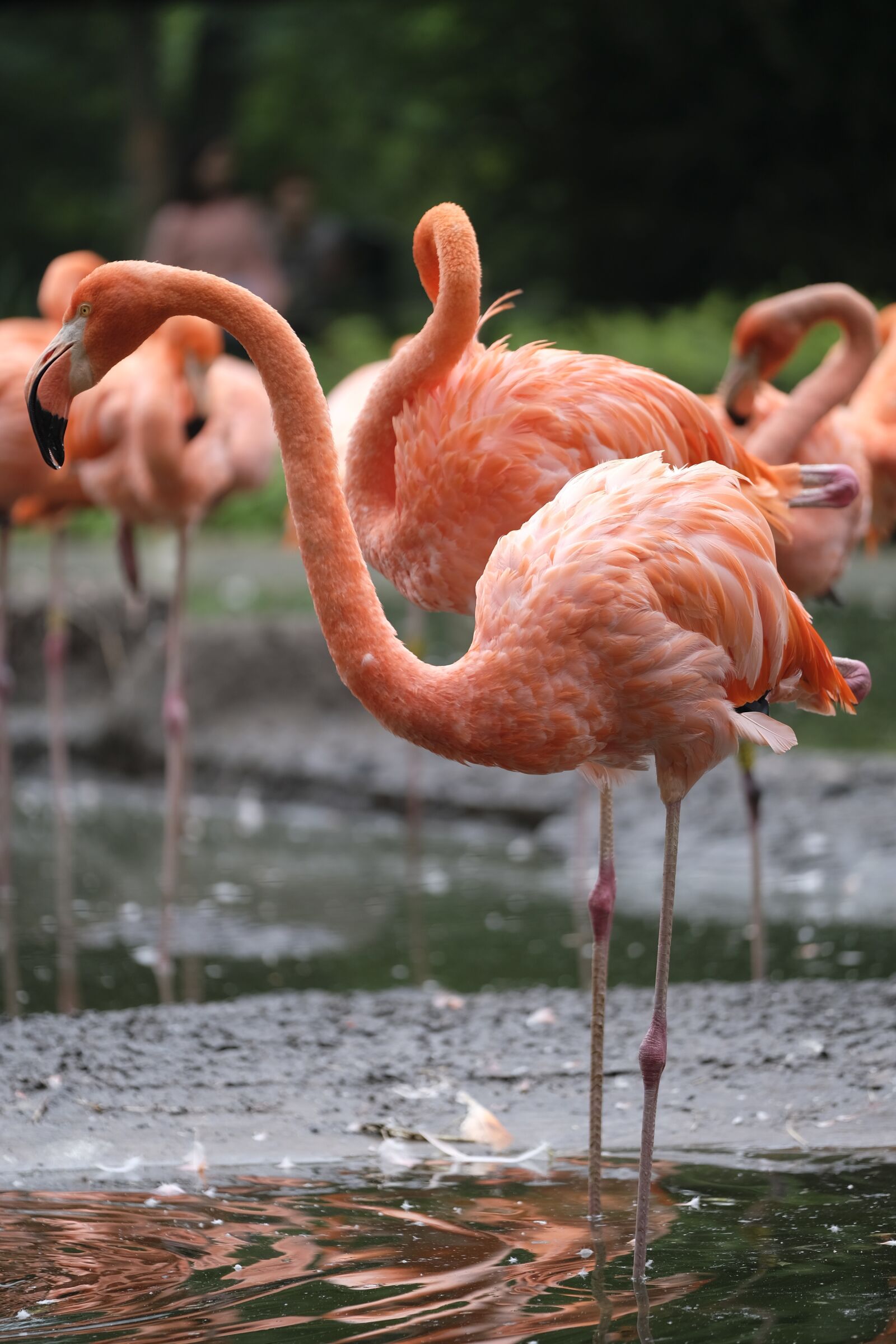 Fujifilm XF 50-140mm F2.8 R LM OIS WR sample photo. Flamingo, bird, pink flamingo photography