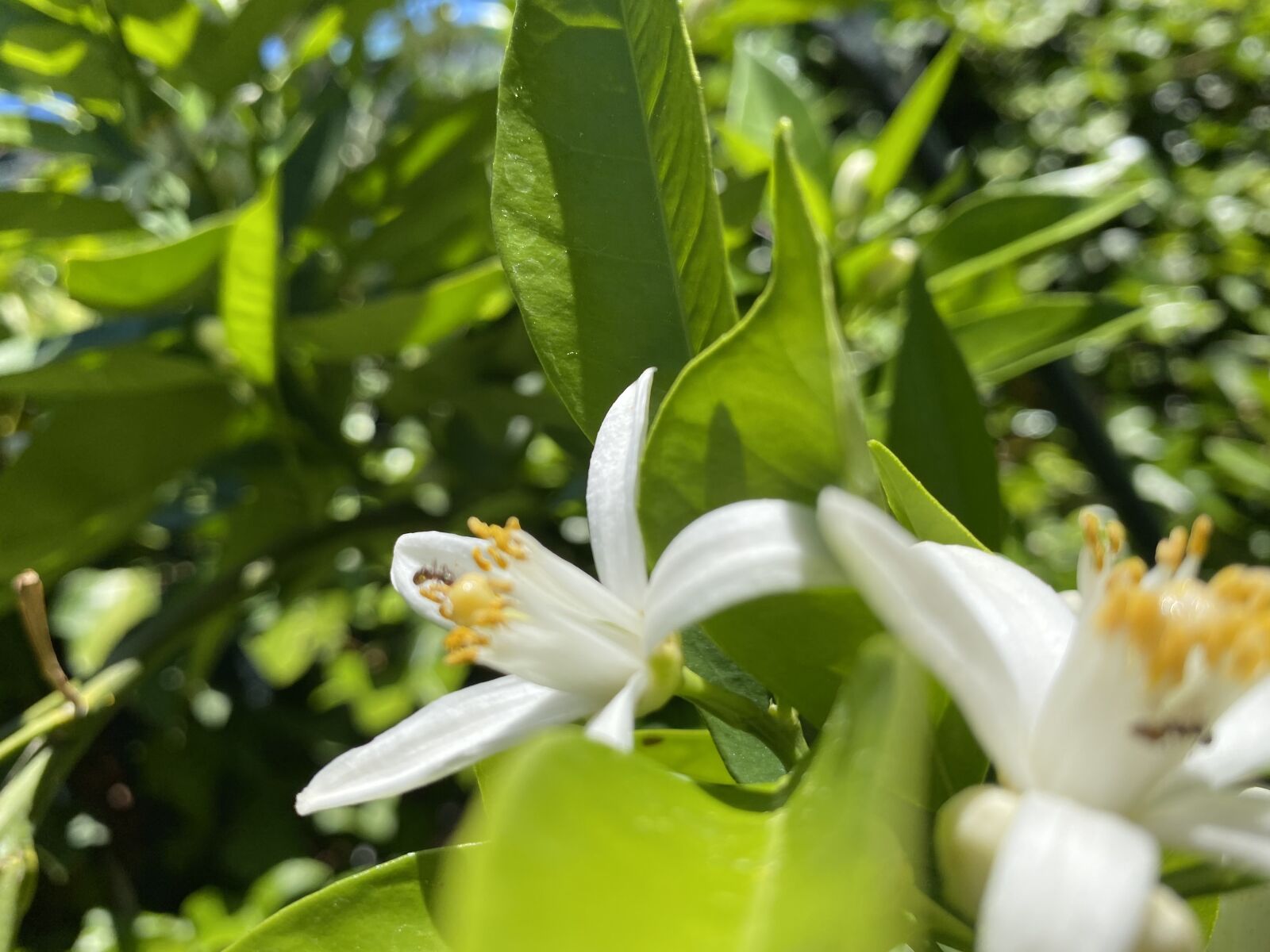 Apple iPhone 11 sample photo. Flower, white, spring photography