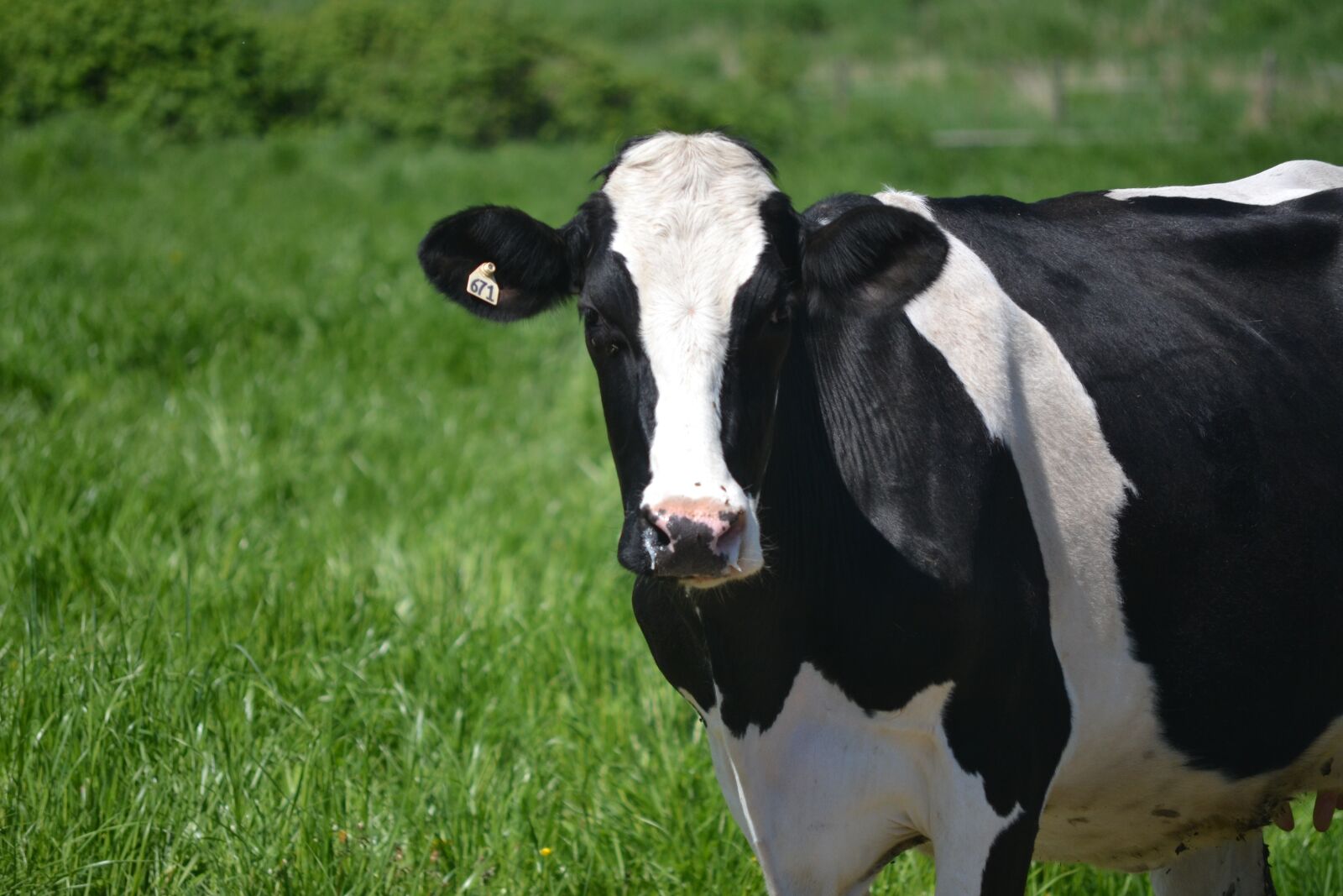 Nikon D3100 sample photo. Cow, resting, field photography