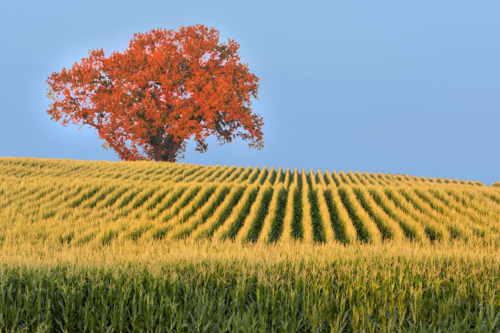Nikon D7100 sample photo. Corn, row, tree photography