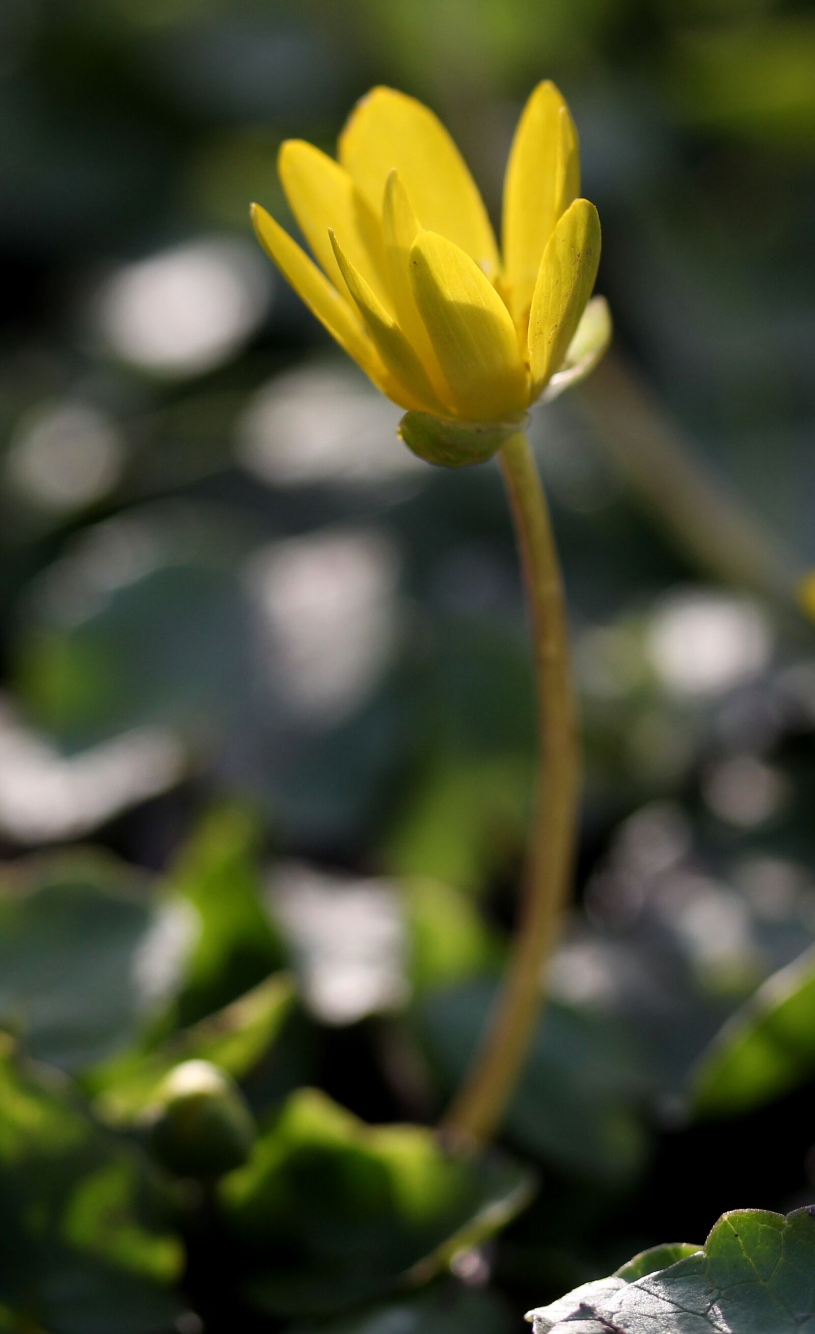 Canon EF-S 60mm F2.8 Macro USM sample photo. Flower, yellow, plant photography
