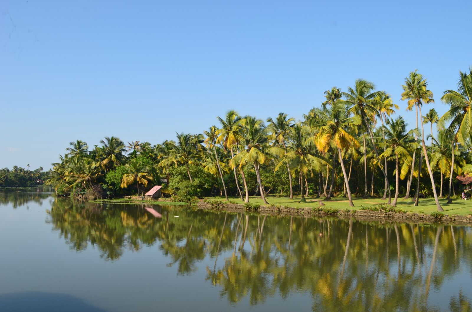 Nikon D5100 sample photo. Backwater, coconut trees, coconut photography