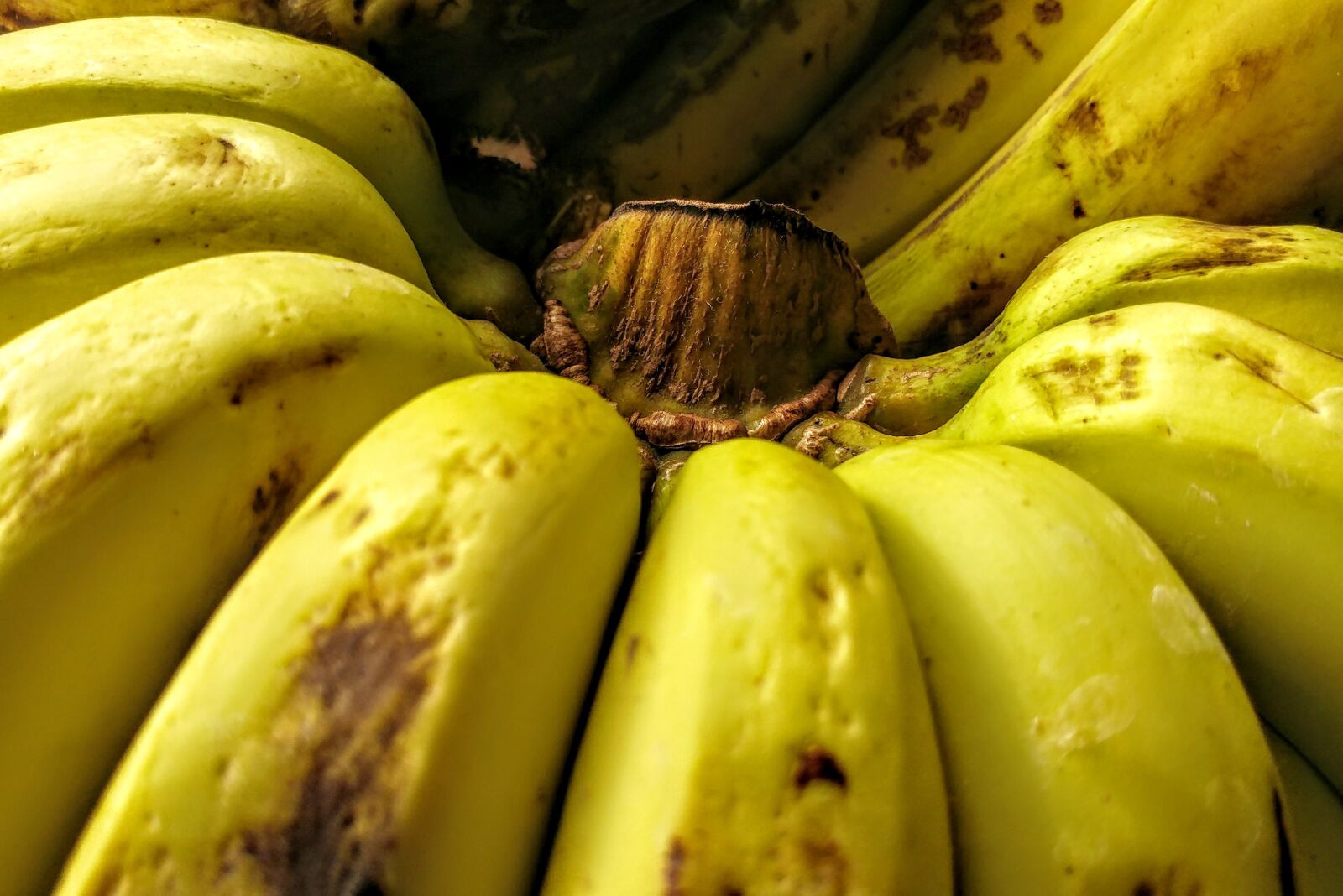 LG G5 sample photo. Banana, stem, ripe photography