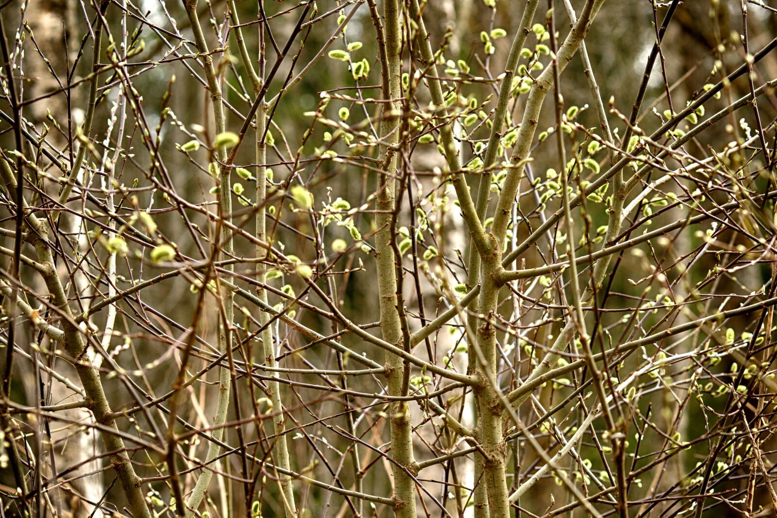 Canon EOS 7D Mark II + Canon EF 135mm F2L USM sample photo. Tree, nature, flora photography
