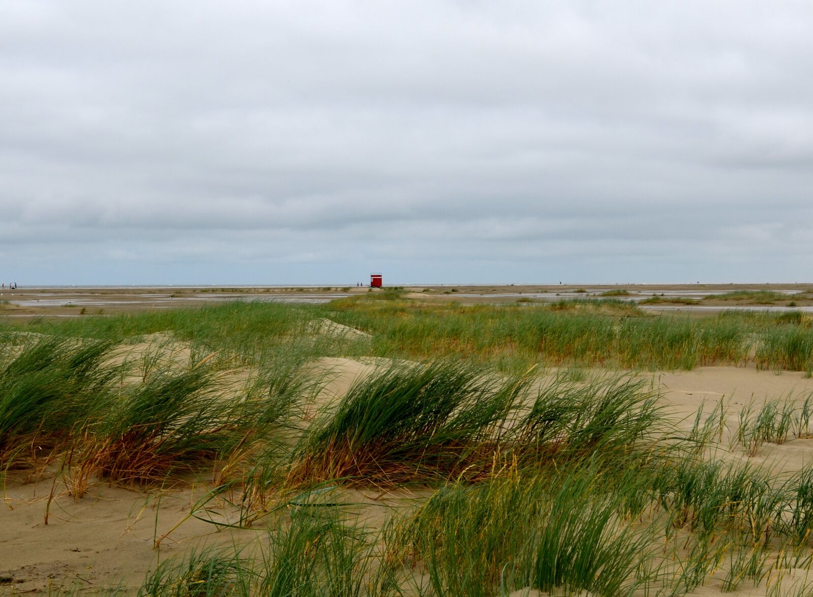 Nikon D5100 sample photo. Sea grass, beach, north photography