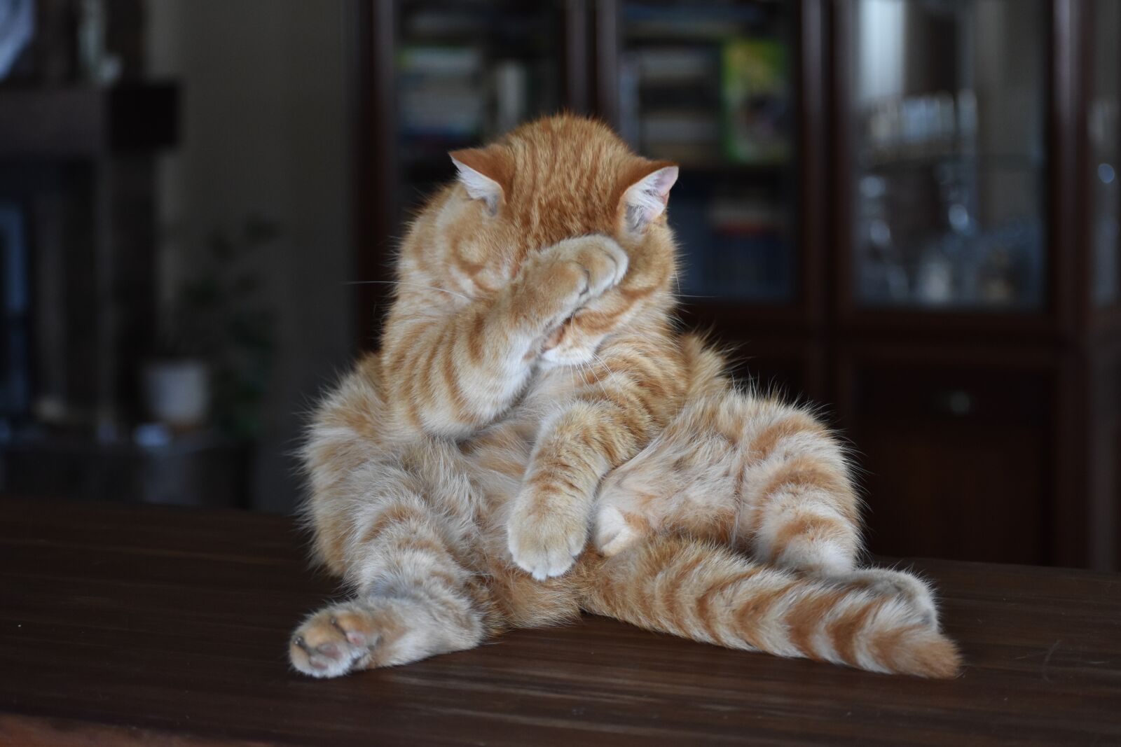 Nikon D3400 sample photo. Cat, redhead, striped photography