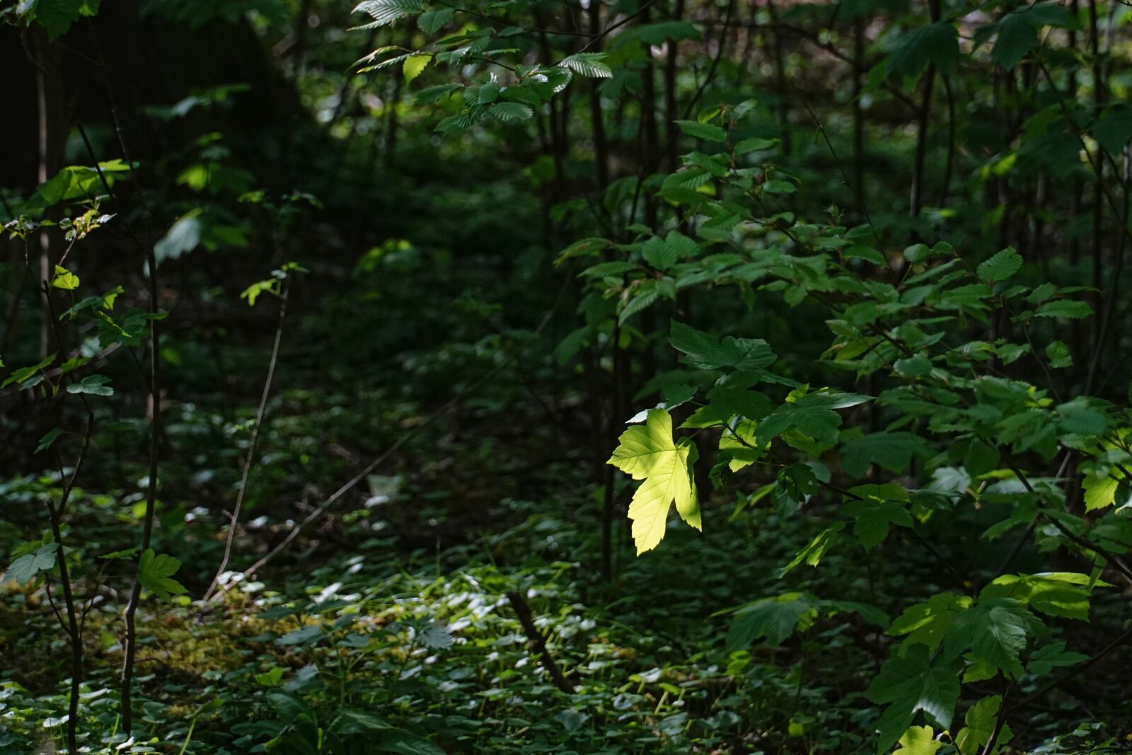 Sony a6000 sample photo. Leaf, wood, tree photography