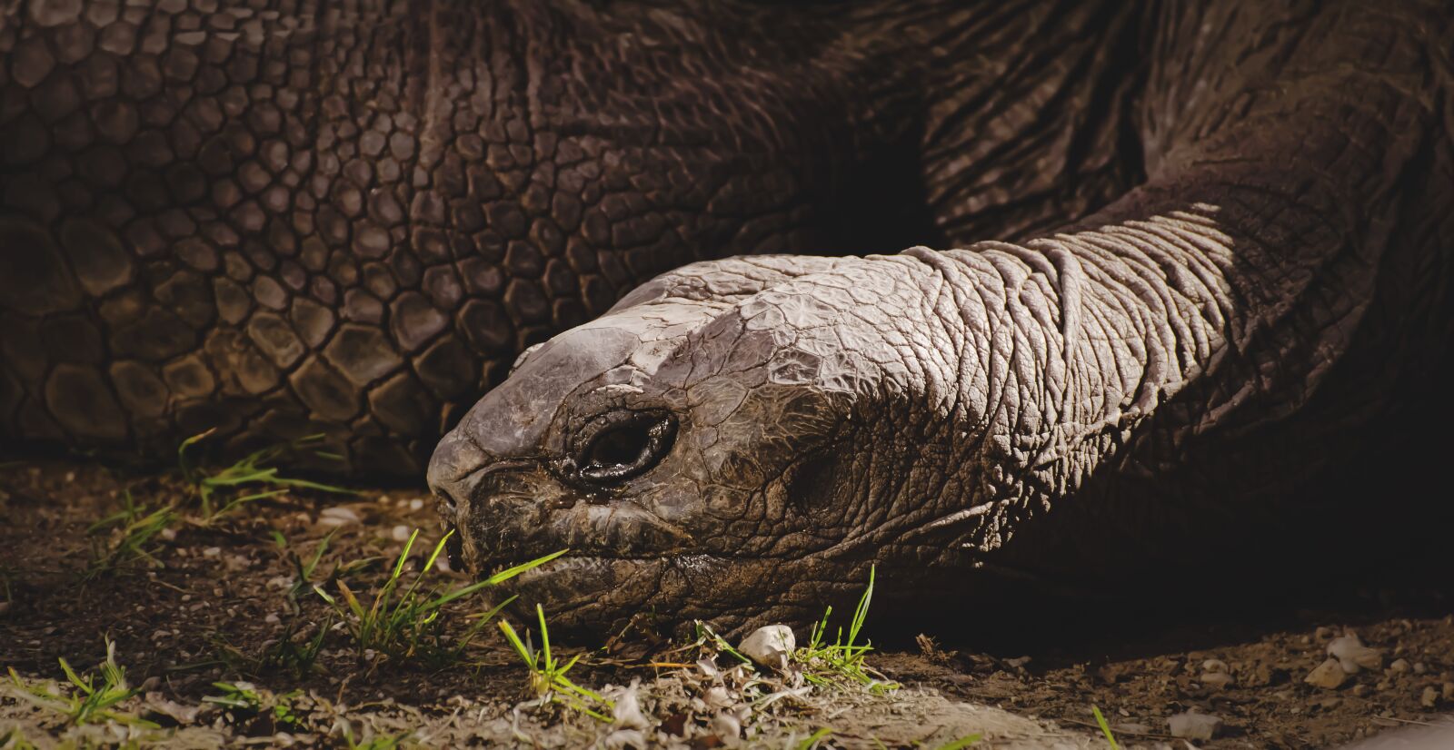 Nikon D7200 sample photo. Giant tortoise, eat, animal photography