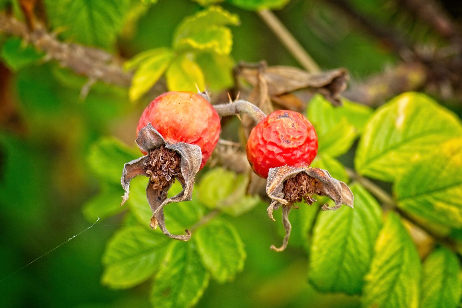 Nikon D7100 sample photo. Rose hip, fruit, autumn photography