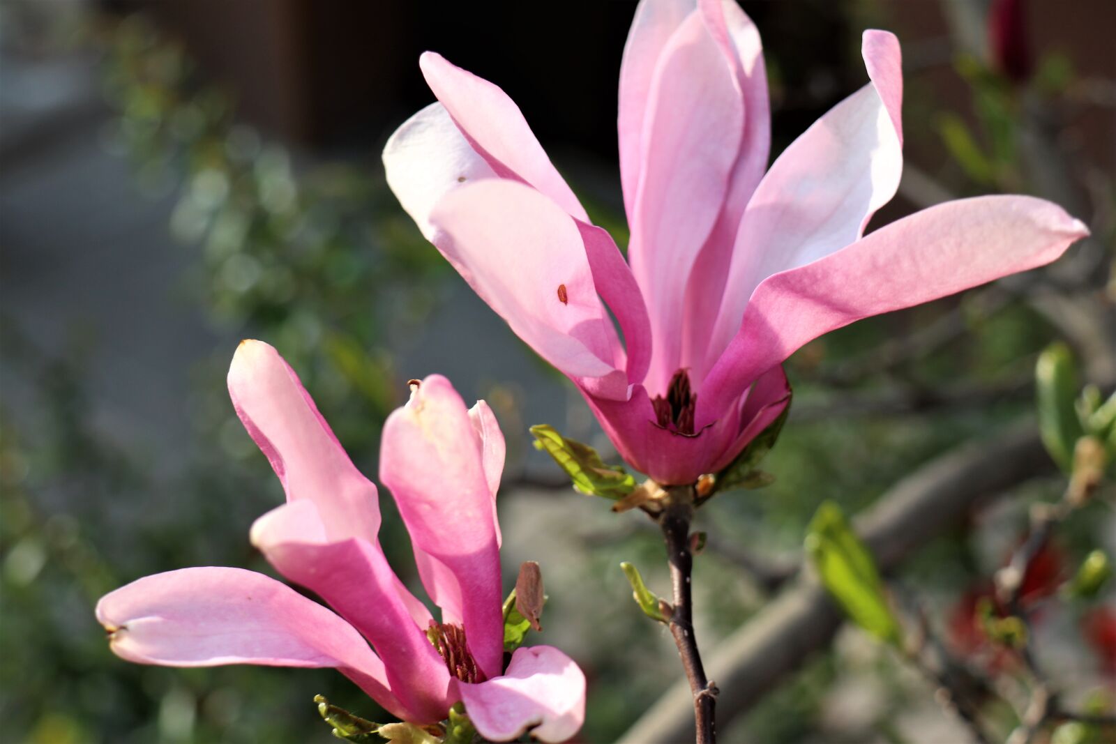 Canon EF-M 18-150mm F3.5-6.3 IS STM sample photo. Magnolia, flower magnolia color photography