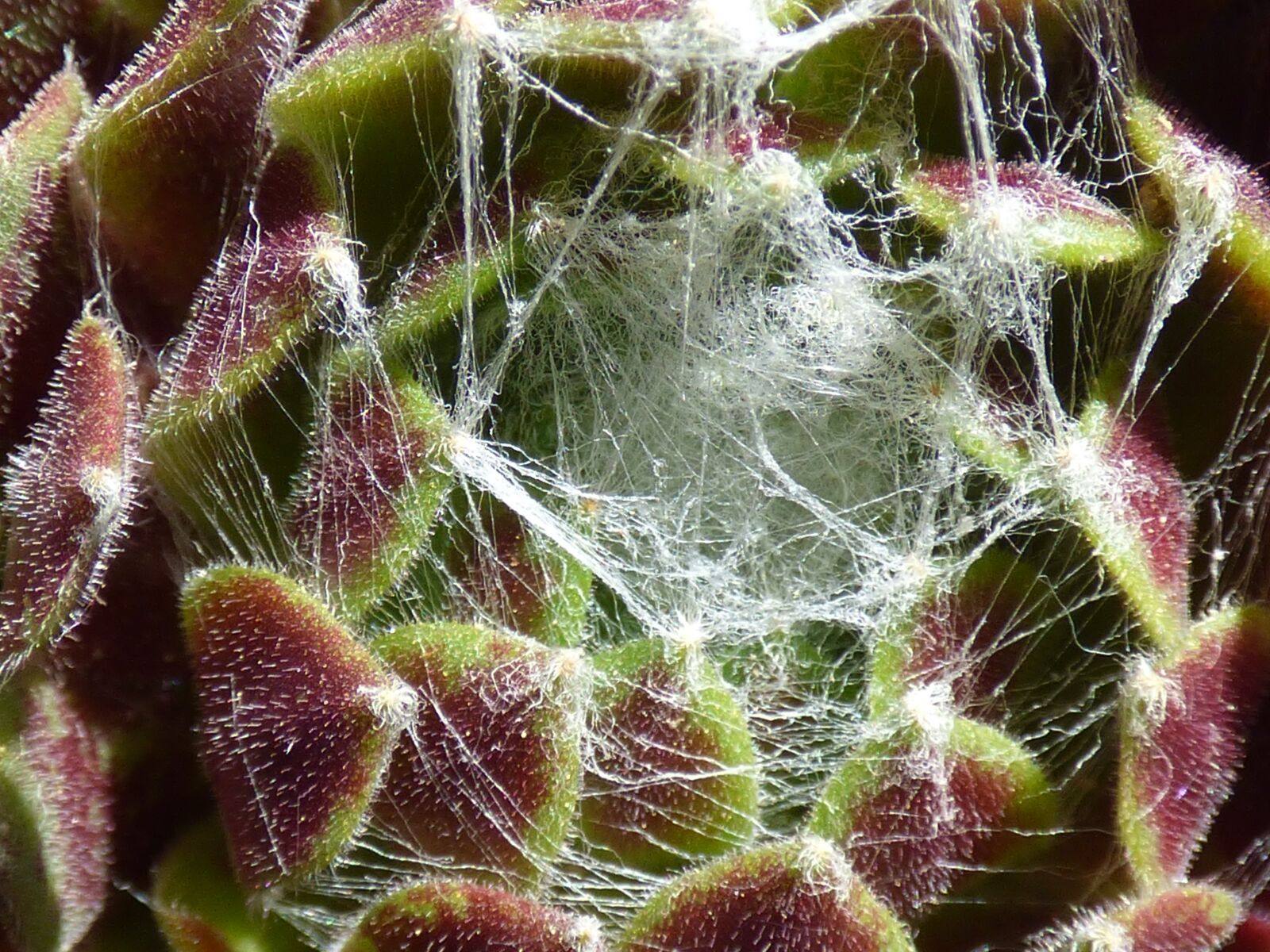 Panasonic DMC-FZ72 sample photo. Plant, succulent, joubarde spider photography