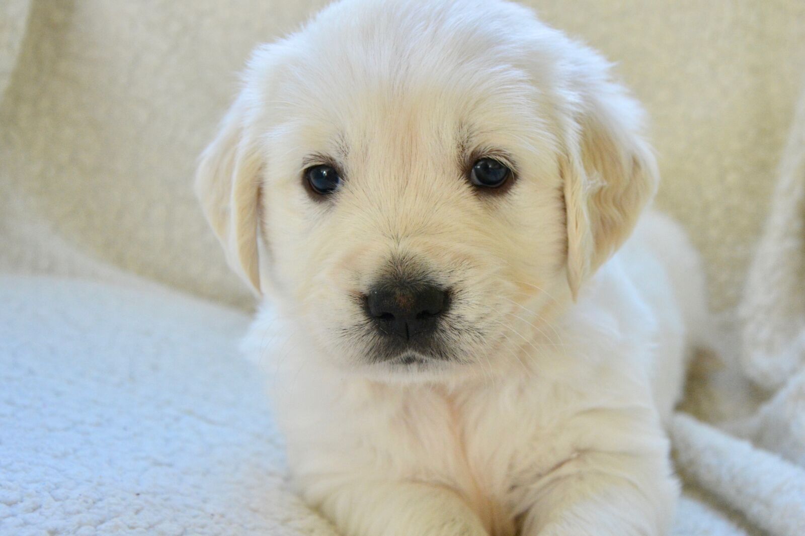 Nikon D5200 sample photo. Dog, golden retriever puppy photography