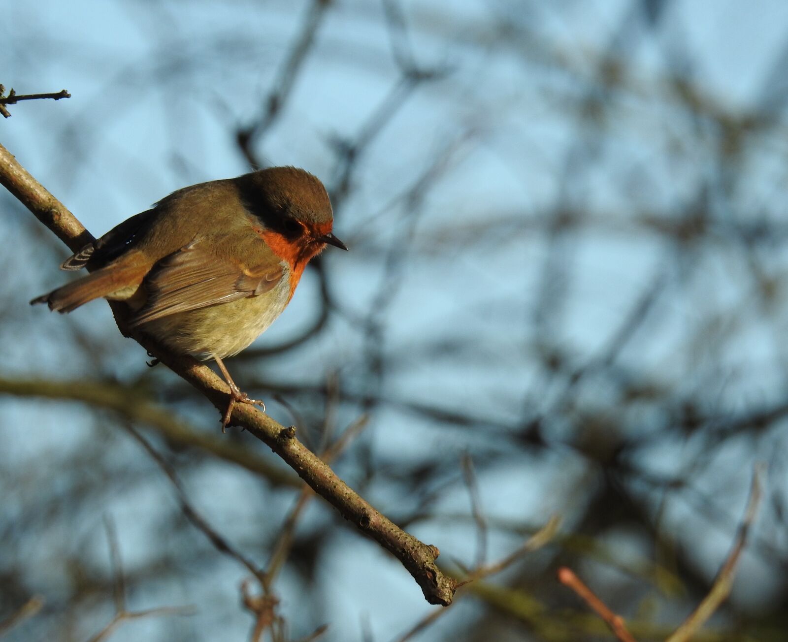 Nikon Coolpix P900 sample photo. Bird, robin, nature photography