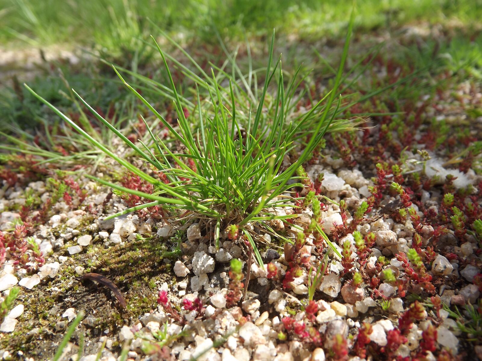 FujiFilm FinePix S4000 (FinePix S4050) sample photo. Herb, grass, green photography