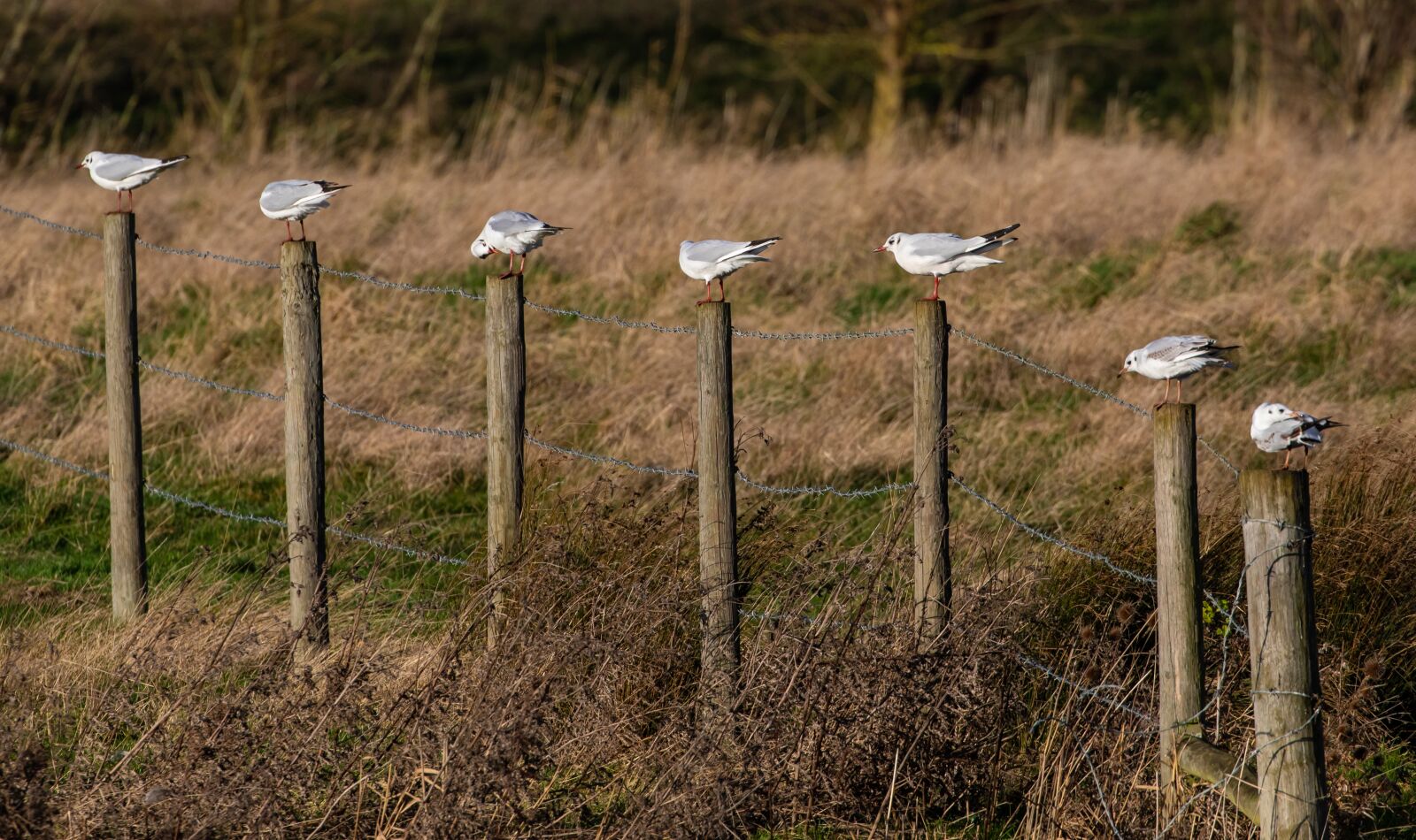Canon EOS 7D Mark II sample photo. Birds on a post photography