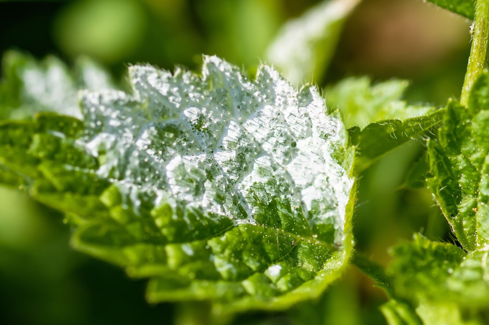 Nikon D7200 sample photo. Mildew, brennessel, mushroom photography