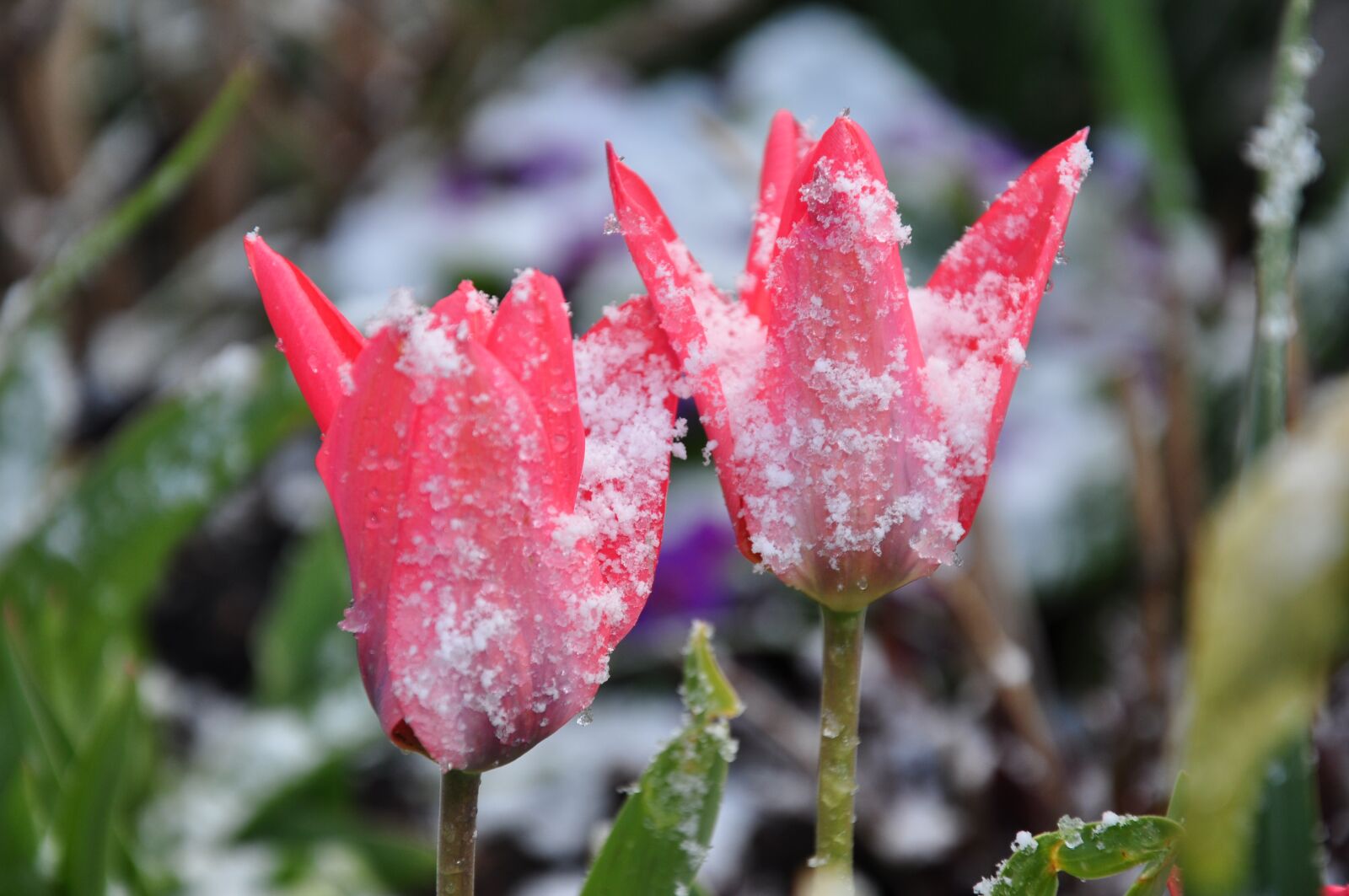 Nikon D90 sample photo. Frozen, tulips, spring photography