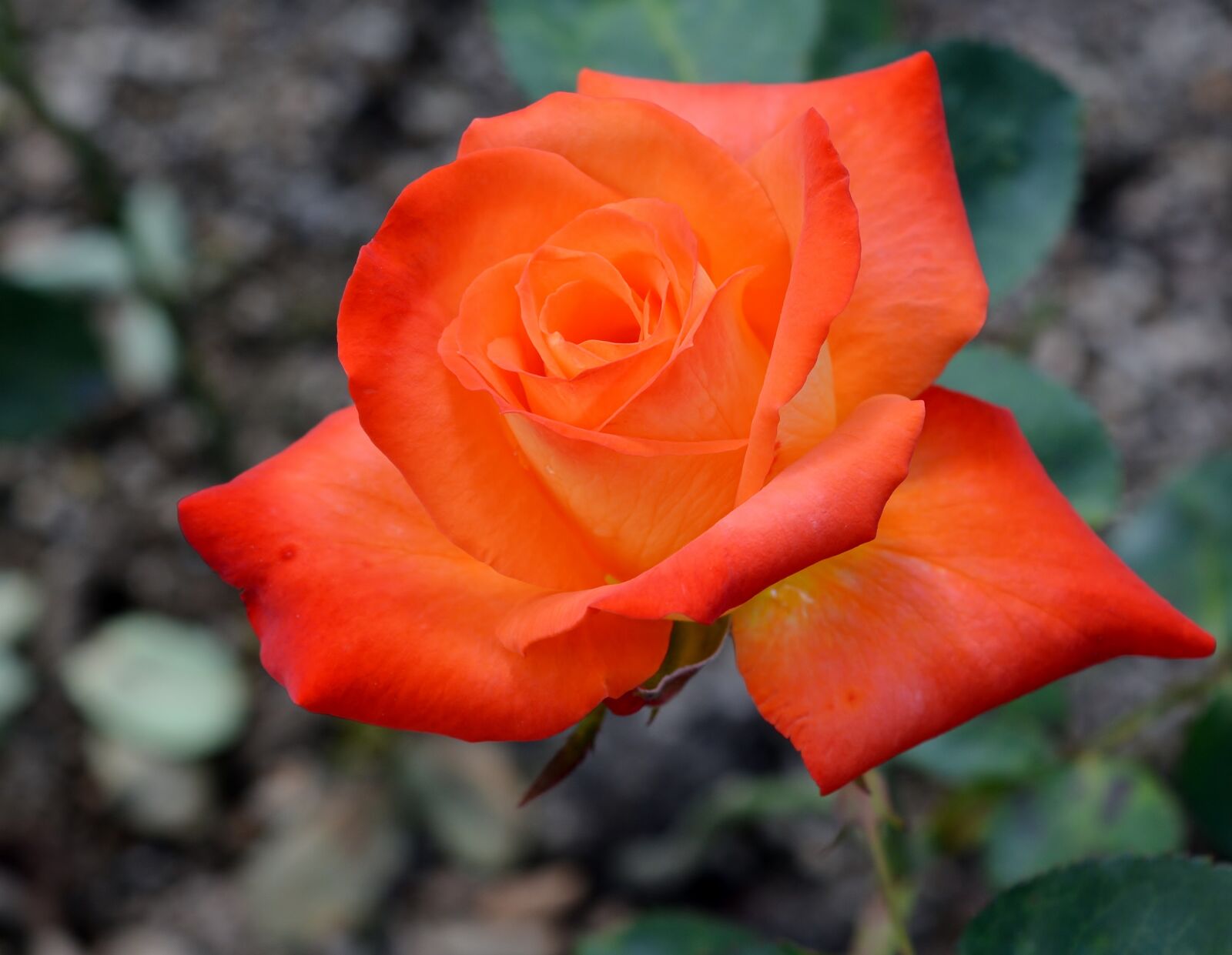Nikon D5200 sample photo. Flower, rose, petal photography