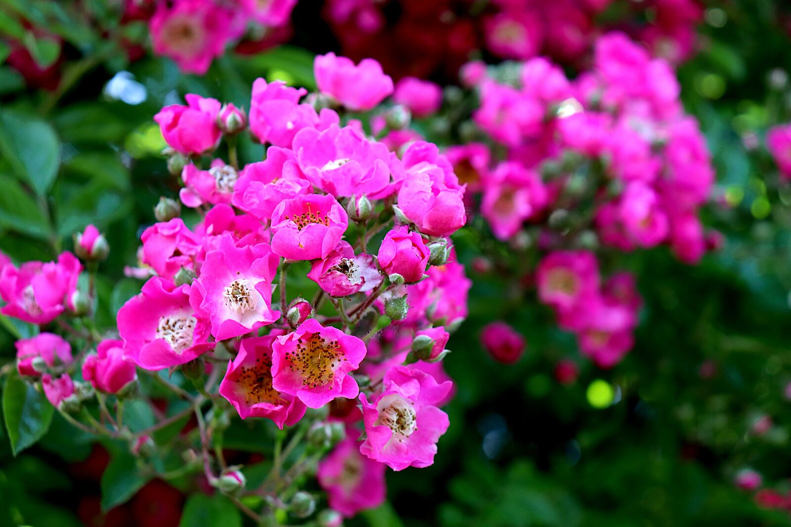 Canon EOS 800D (EOS Rebel T7i / EOS Kiss X9i) sample photo. Rosebush, climbing rose, flowering photography