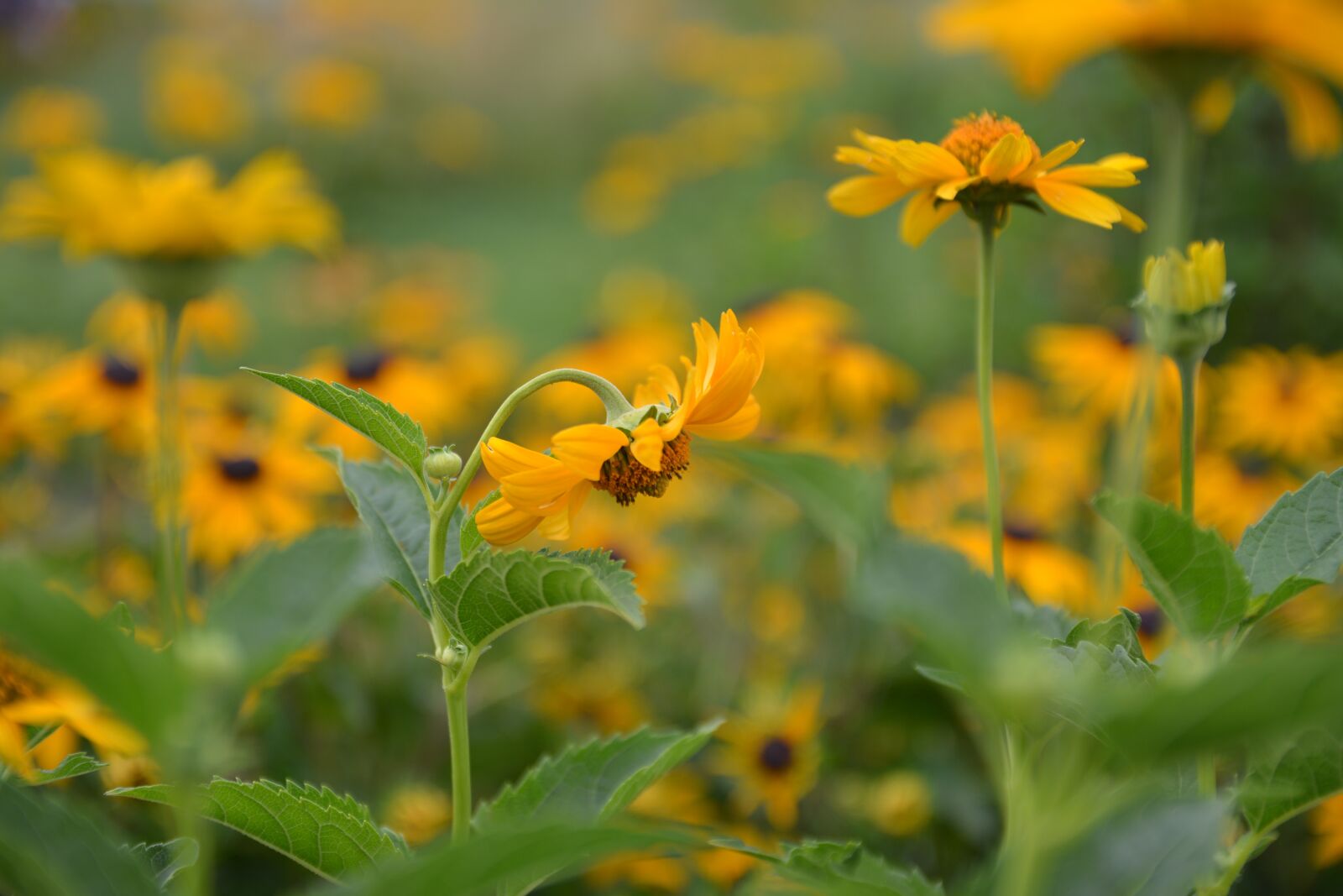 Nikon D7100 sample photo. Nature, flowers, summer photography