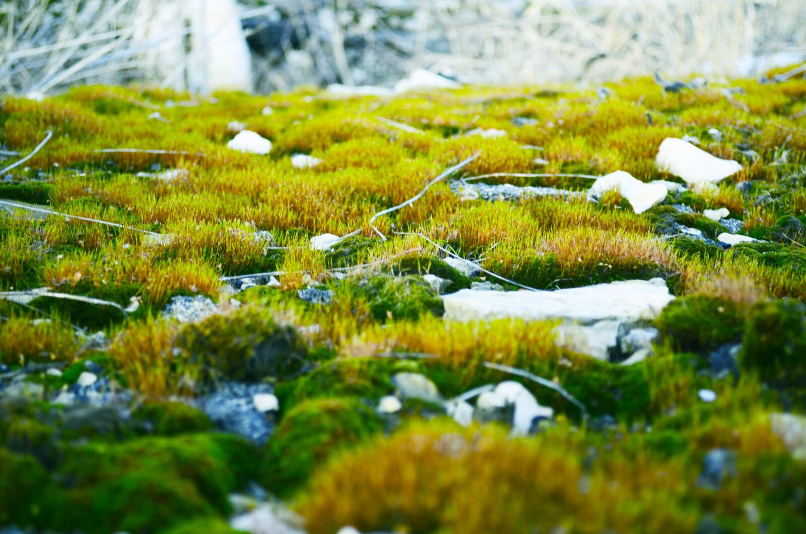 Nikon D5100 sample photo. Green, moss, stones photography