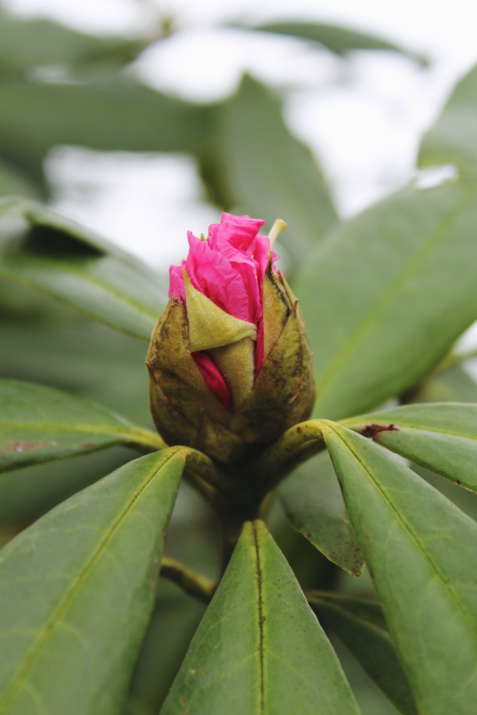 Canon EOS 1200D (EOS Rebel T5 / EOS Kiss X70 / EOS Hi) sample photo. Rhododendron, bush, blossom photography