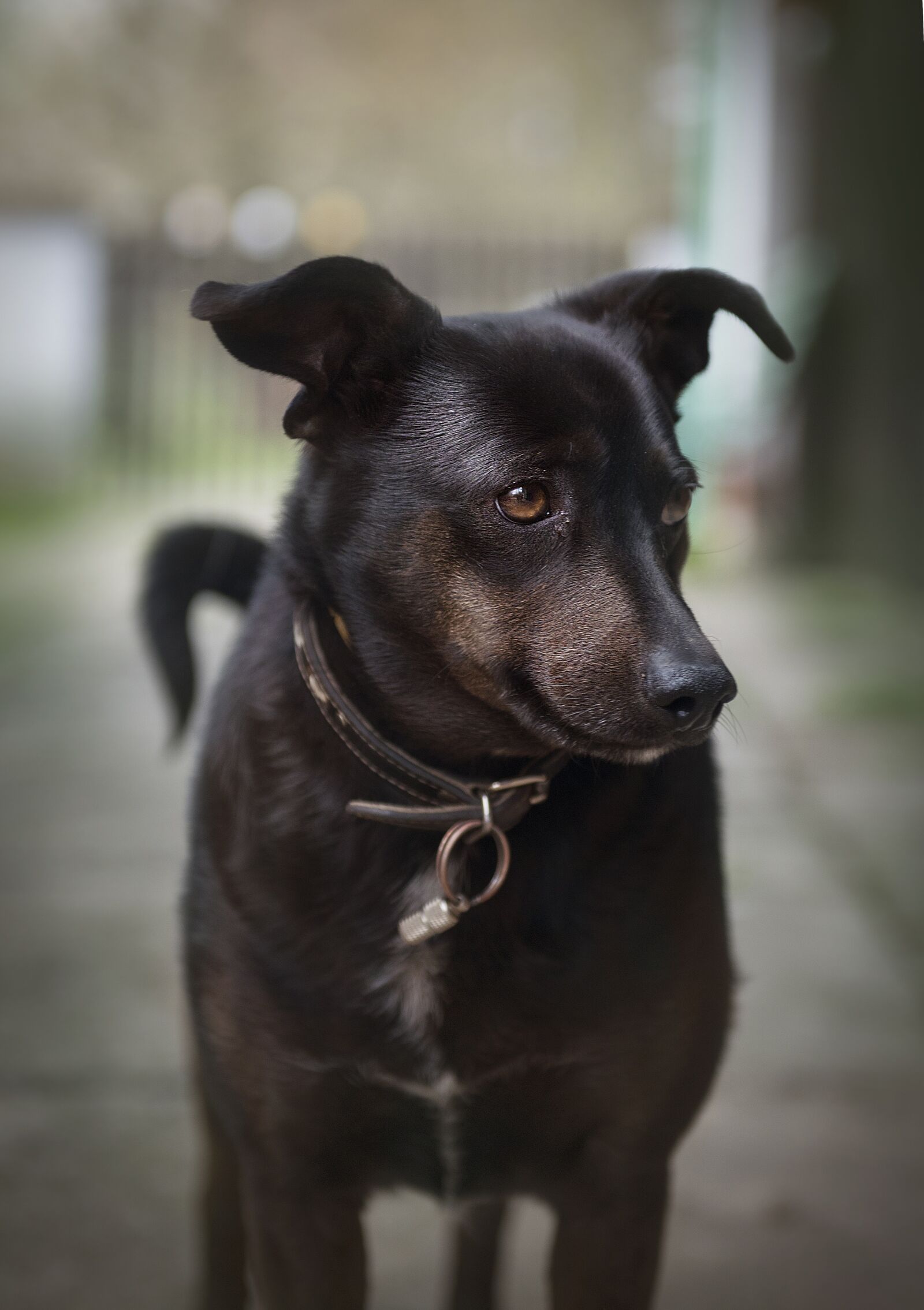 Nikon D800E sample photo. Dog, portrait, animal photography