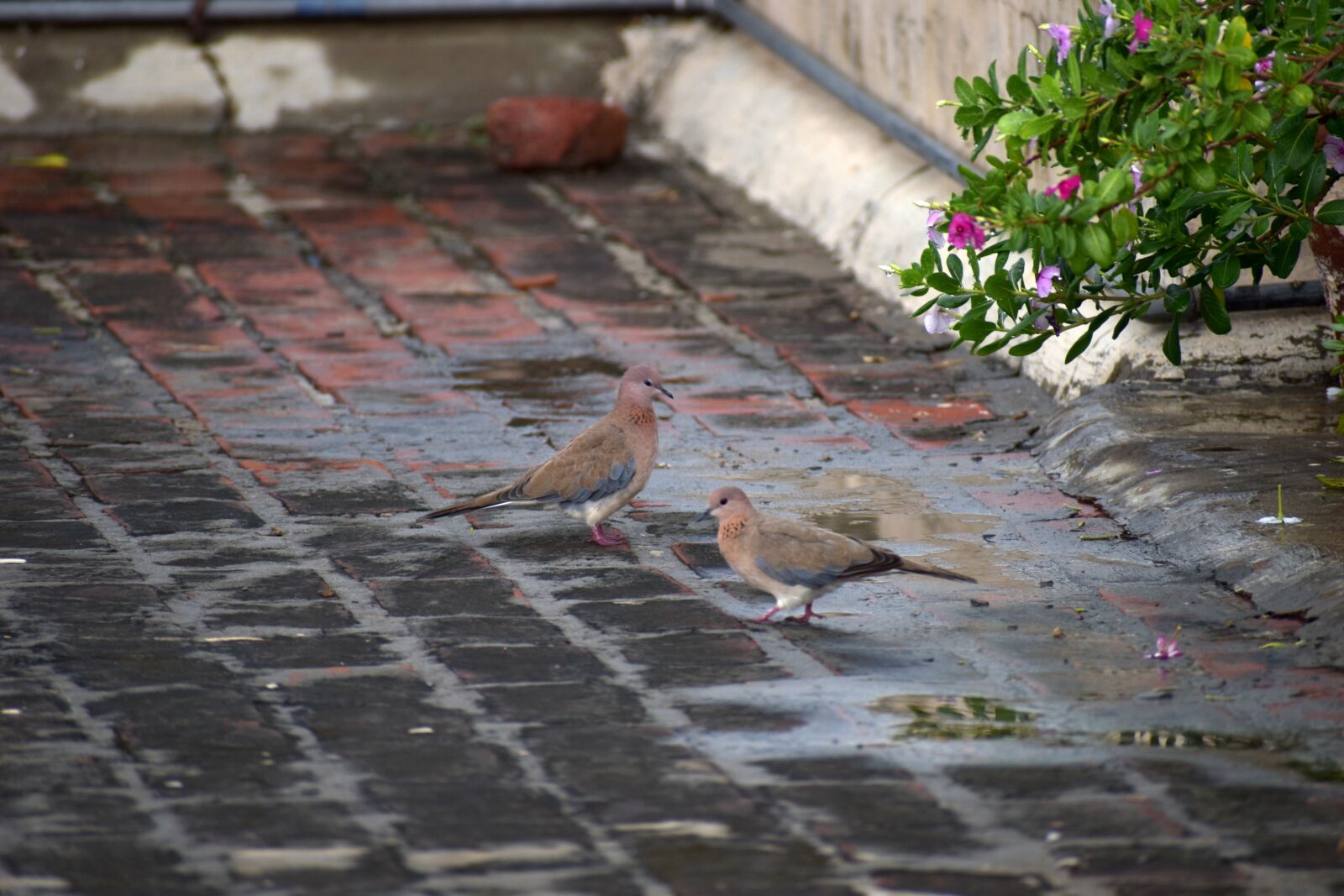 Nikon D5600 sample photo. Duos doves, indian dove photography