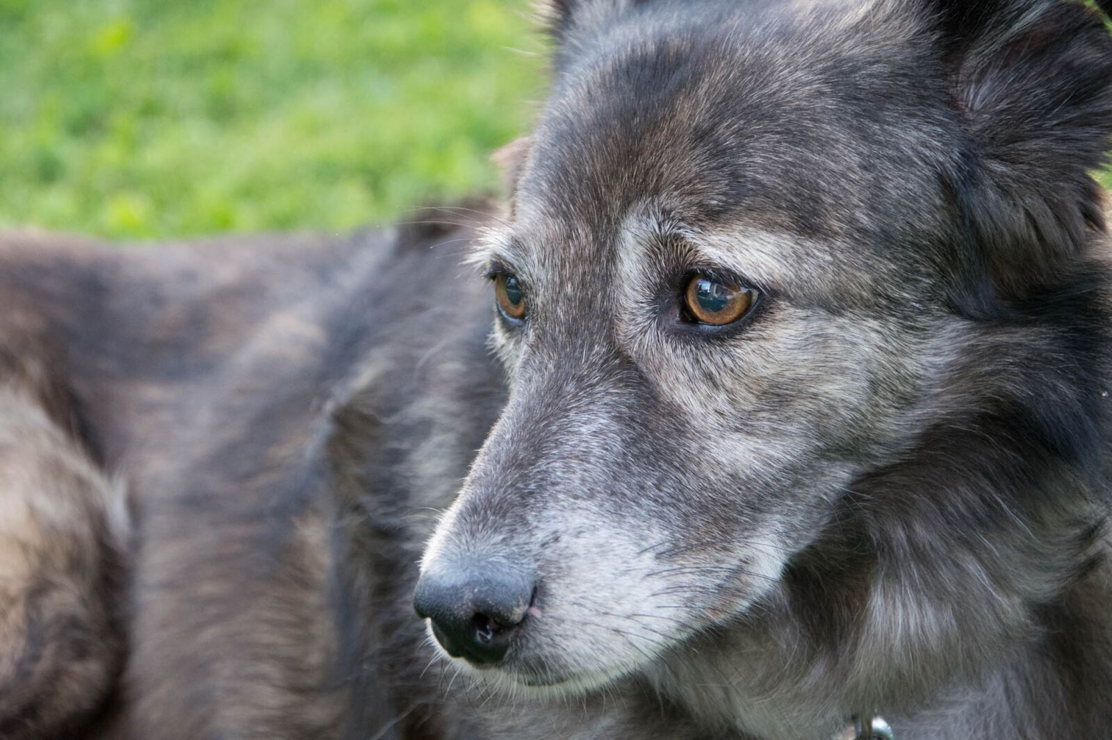 Nikon D7200 sample photo. Dog, animal, domestic animal photography